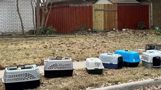 Animal crates are lined up outside a home in The Colony, Texas, where 22 animals were found deceased and another 88 were rescued on Jan. 28, 2025.