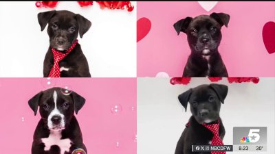 Pet of the Week: The McPuppy Pack