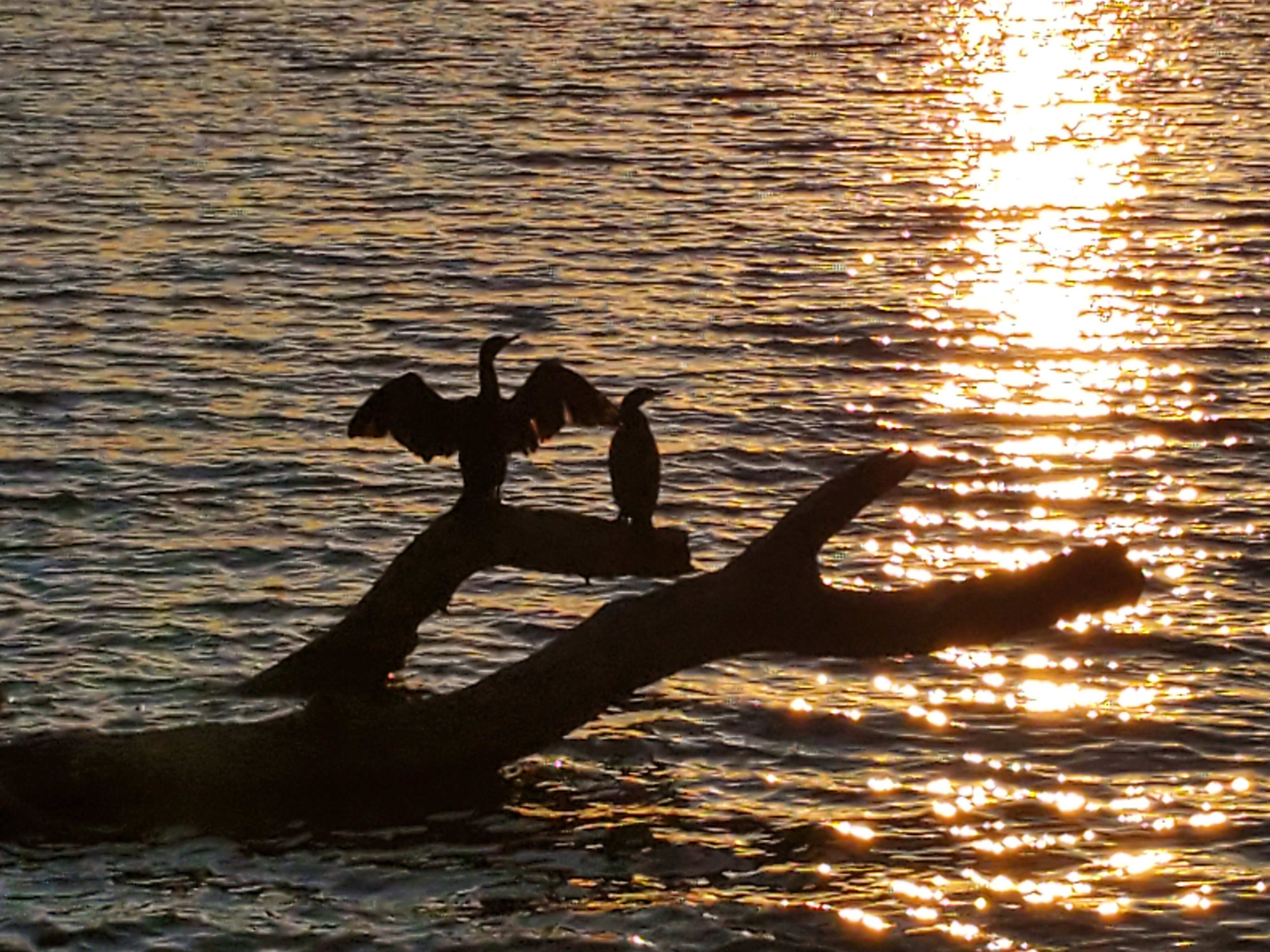 Another early morning run from Saturday 1/25 at White Rock Lake. Enjoy!