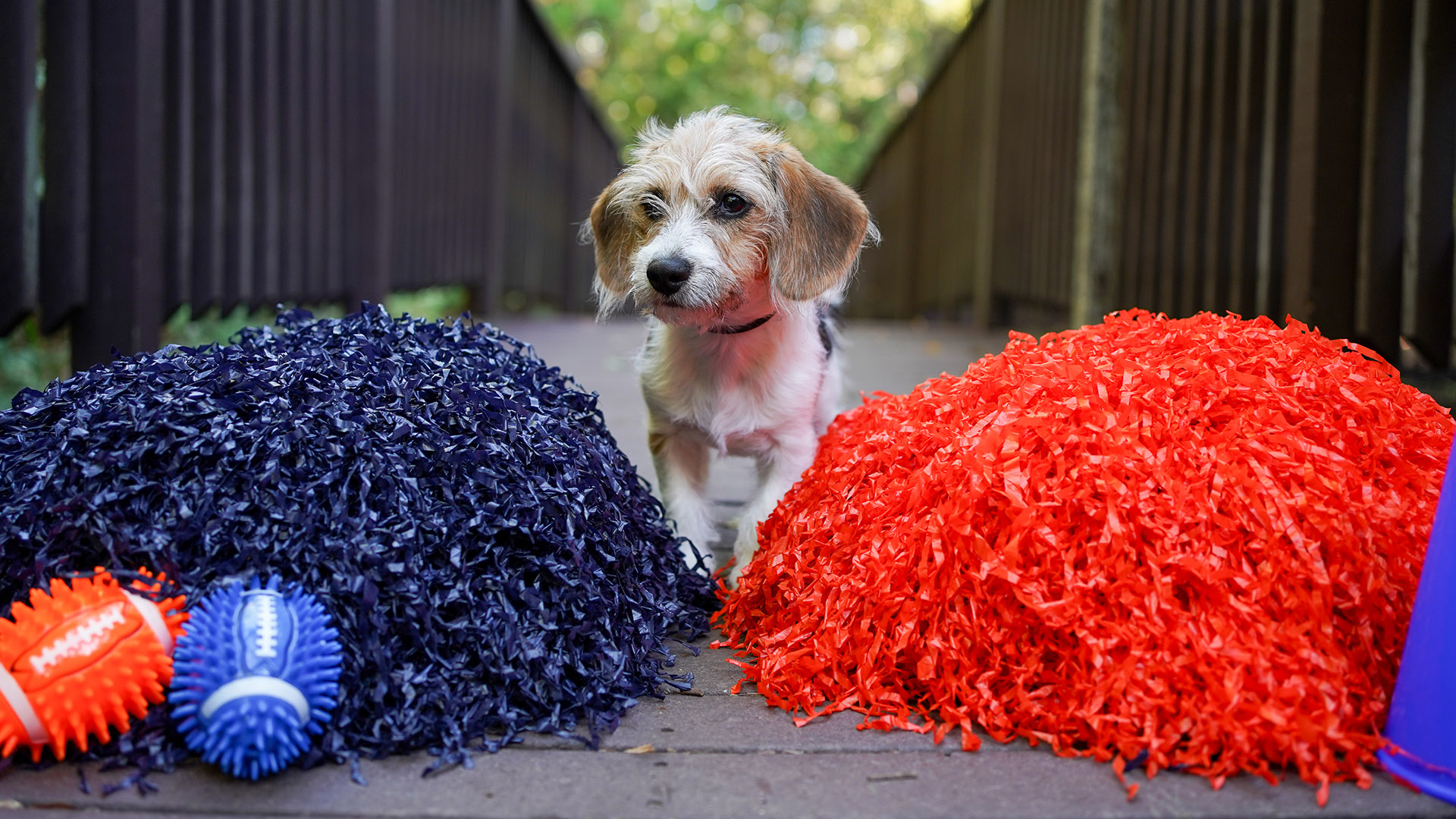 Dallas rescue pups featured in Puppy Bowl 2025 – NBC 5 Dallas-Fort Worth