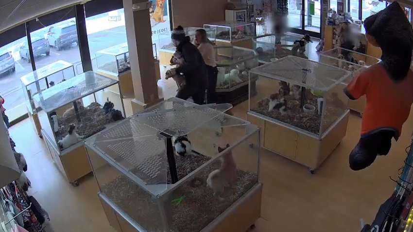A man stealing puppies from a store.