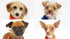 Meet the four adorable Dallas rescues participating in Puppy Bowl 2025