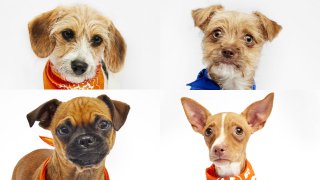 Clockwise from top left:  Candy Buttons, Haily,  Wimberly and Mr. Pickles. All four rescues from Dallas DogRRR will participate in the Puppy Bowl 2025.