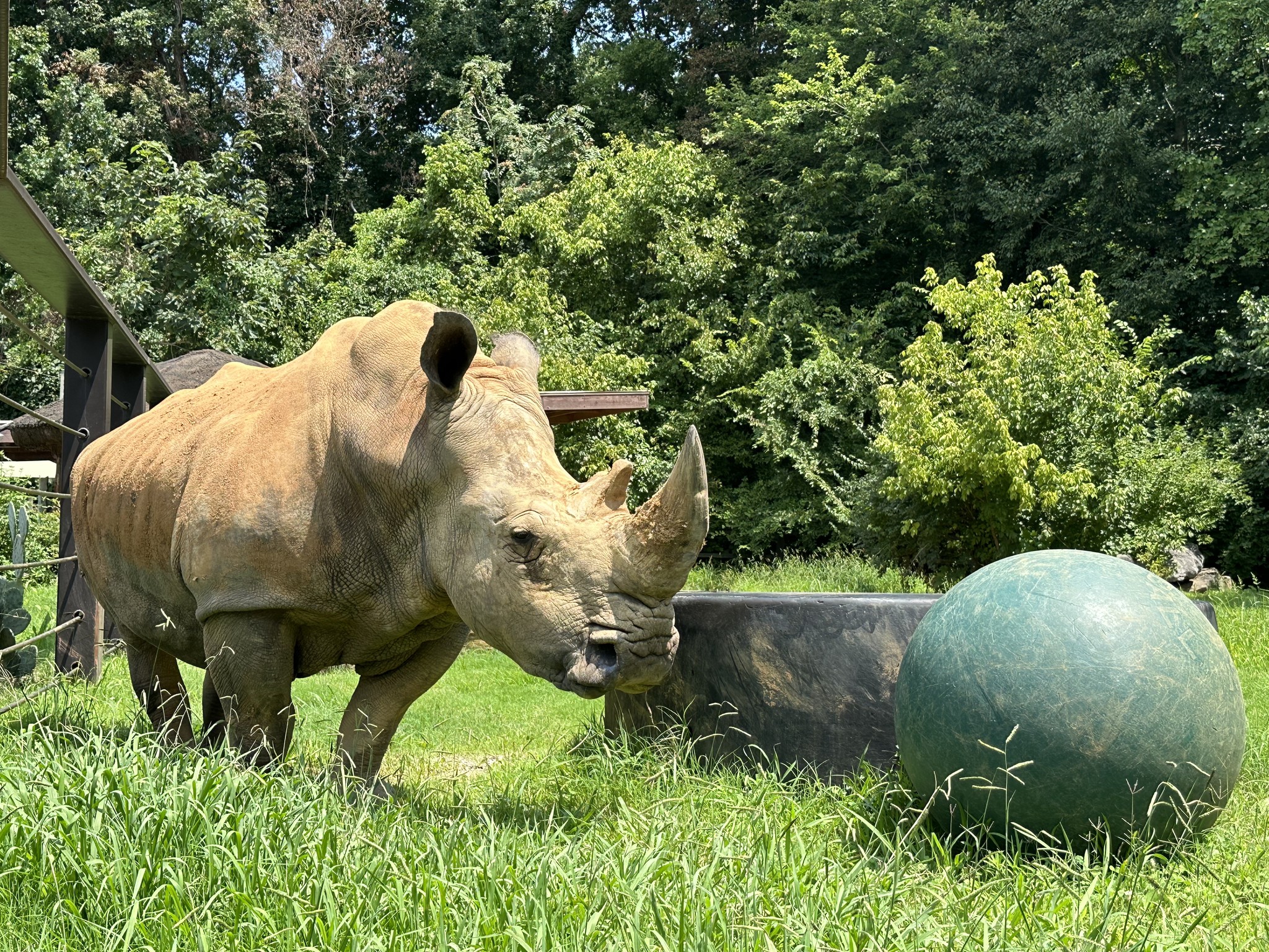 Dolly, the oldest rhino in the US, has died at age 56 – NBC 5