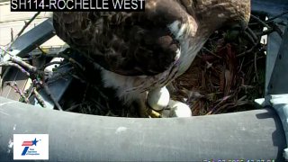 Two eggs are seen in the red-tailed hawks’ nest at State Highway 114 and Rochelle Road in Irving.
