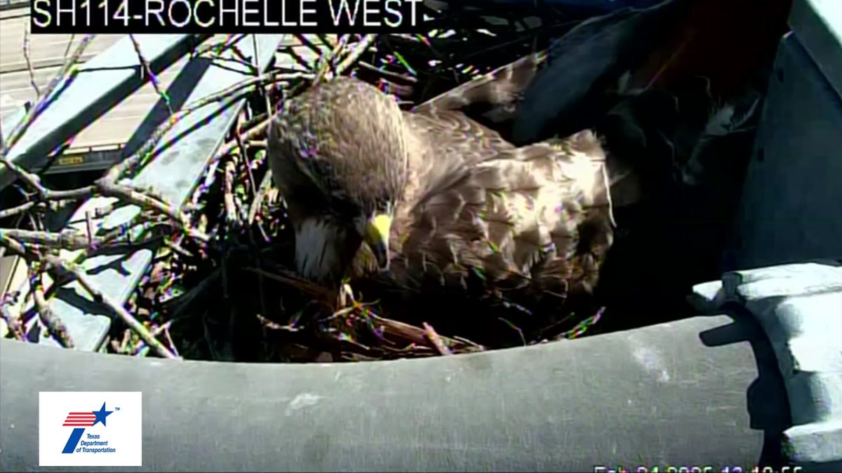 Red-Tailed Hawks Return to Nesting Spot in Texas!