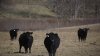 Stolen Angus cattle recovered from abandoned trailer in Texas, 8 dead