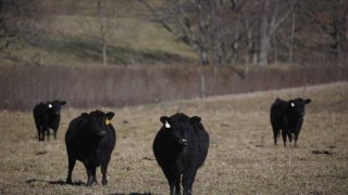 Black Angus cows graze in a pasture at a farm in Pleasureville, Kentucky, U.S., on Wednesday, Jan. 8, 2020. Congress had authorized additional borrowing authority for the U.S. Department of Agriculture in coronavirus-relief legislation passed earlier this year, and the second round has been widely anticipated. Photographer: Luke Sharrett/Bloomberg via Getty Images