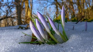 22 February 2025, Brandenburg, Sieversdorf: Crocuses poke through the snow in a forest with their petals still closed. Meteorologists are predicting mild temperatures of around ten degrees Celsius for the weekend. Photo: Patrick Pleul/dpa (Photo by Patrick Pleul/picture alliance via Getty Images)
