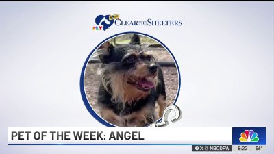 Pet of the Week: Angel