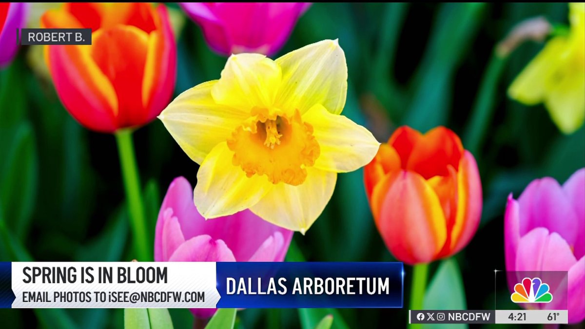 Spring is in bloom at the Dallas Arboretum – NBC 5 Dallas-Fort Worth
