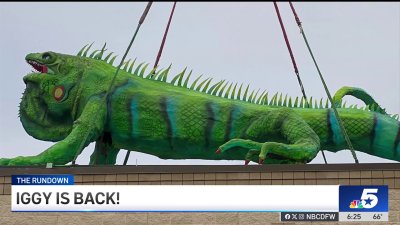 Iggy returns to the Fort Worth Zoo – NBC 5 Dallas-Fort Worth