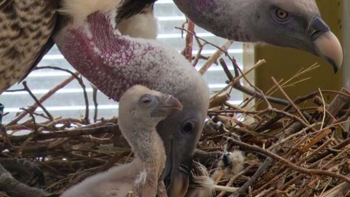 vulture baby photo