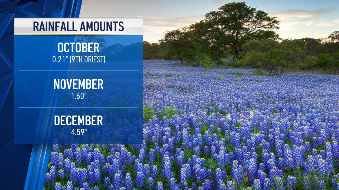 Bluebonnets expected late this year in North Texas – NBC 5 Dallas-Fort ...