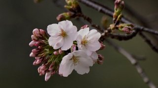 Flowering cherry blossoms and buds from a sample cherry tree, Somei Yoshino species, for phenological observation conducted by the Tokyo Regional Headquarters of the Japan Meteorological Agency, are seen at Yasukuni Shrine in Tokyo on March 24, 2025.