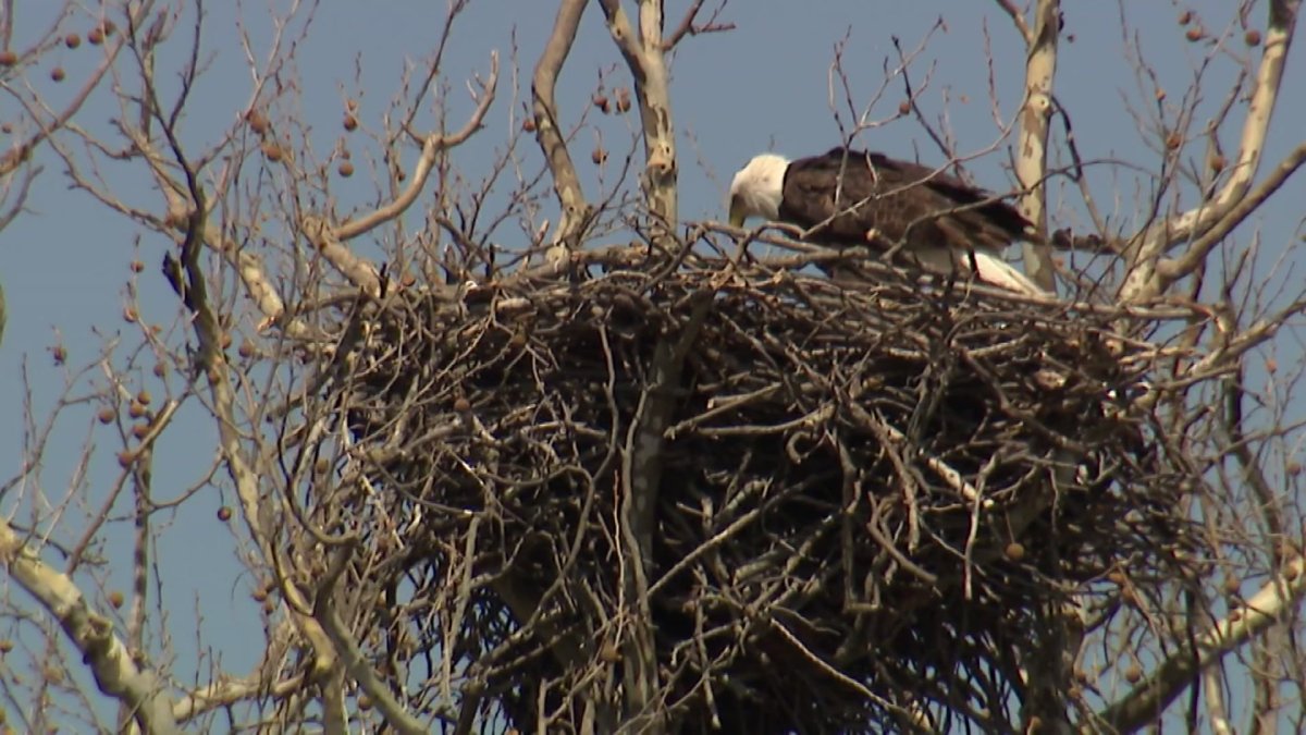 Bird watchers keep watch on Bald Eagles at White Rock Lake – NBC 5 ...