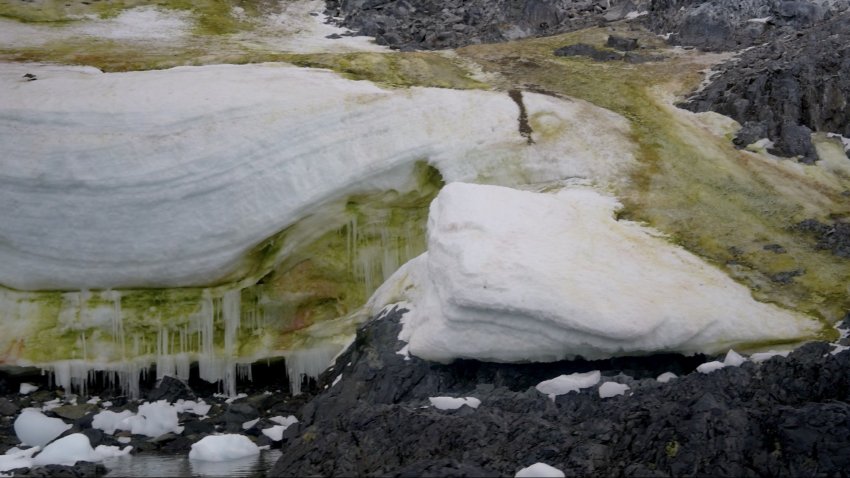 Green isn't always good — especially in Antarctica