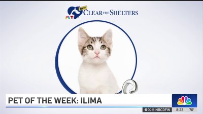 Pet of the Week: Ilima