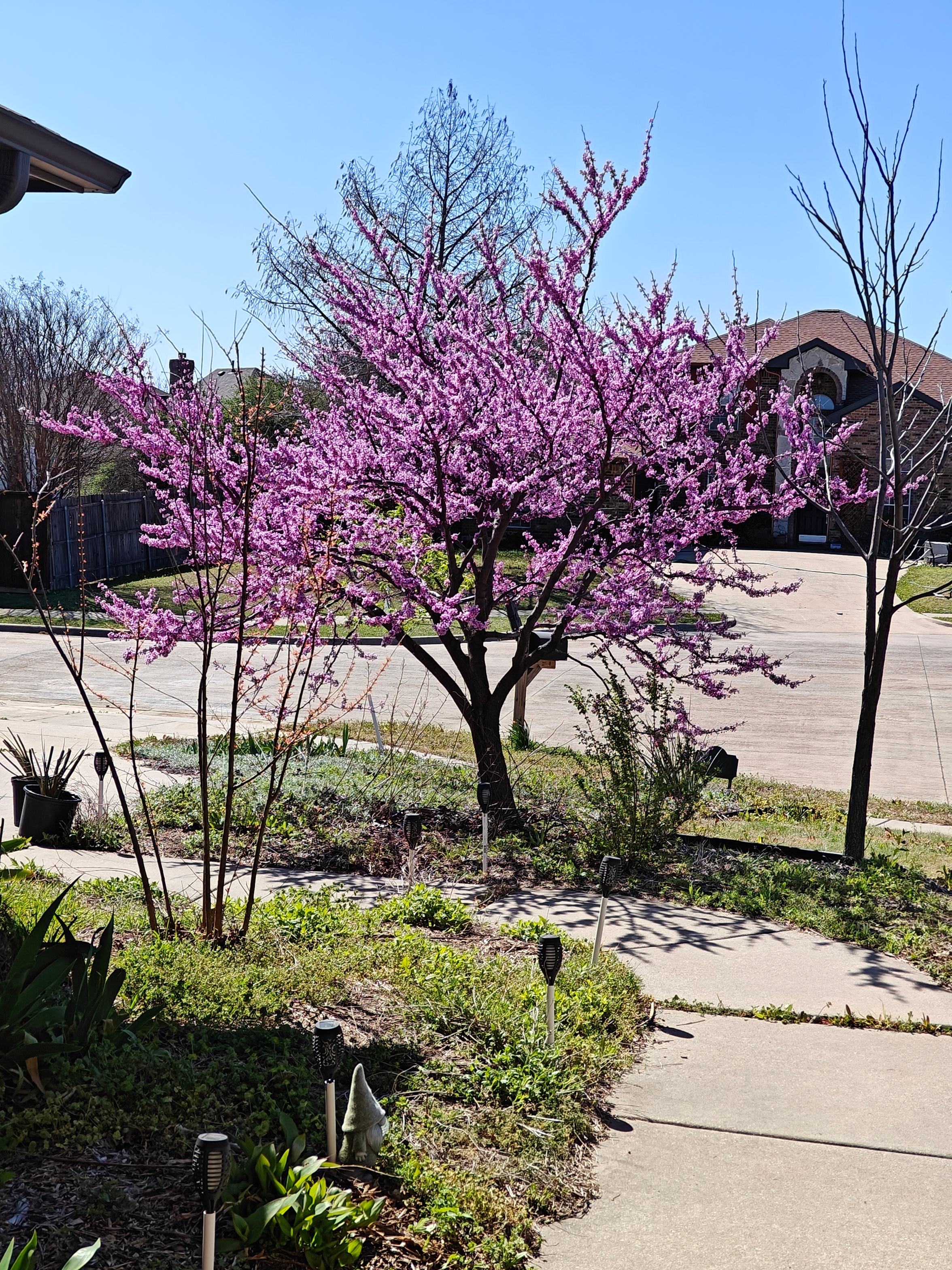 Our red bud tree is always ready and dressed in it’s finest for the first<br />
day of spring. From Janis Johnson at 204 Lighthouse Way, Little Elm, TX<br />
75068