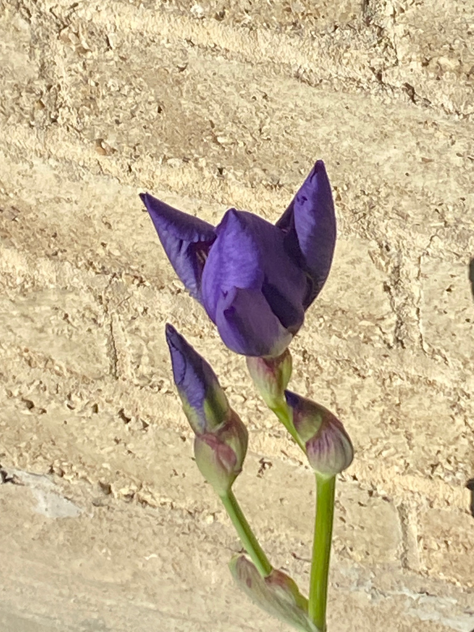 [tint-NBC_DFW] [EXTERNAL] Iris in Bloom