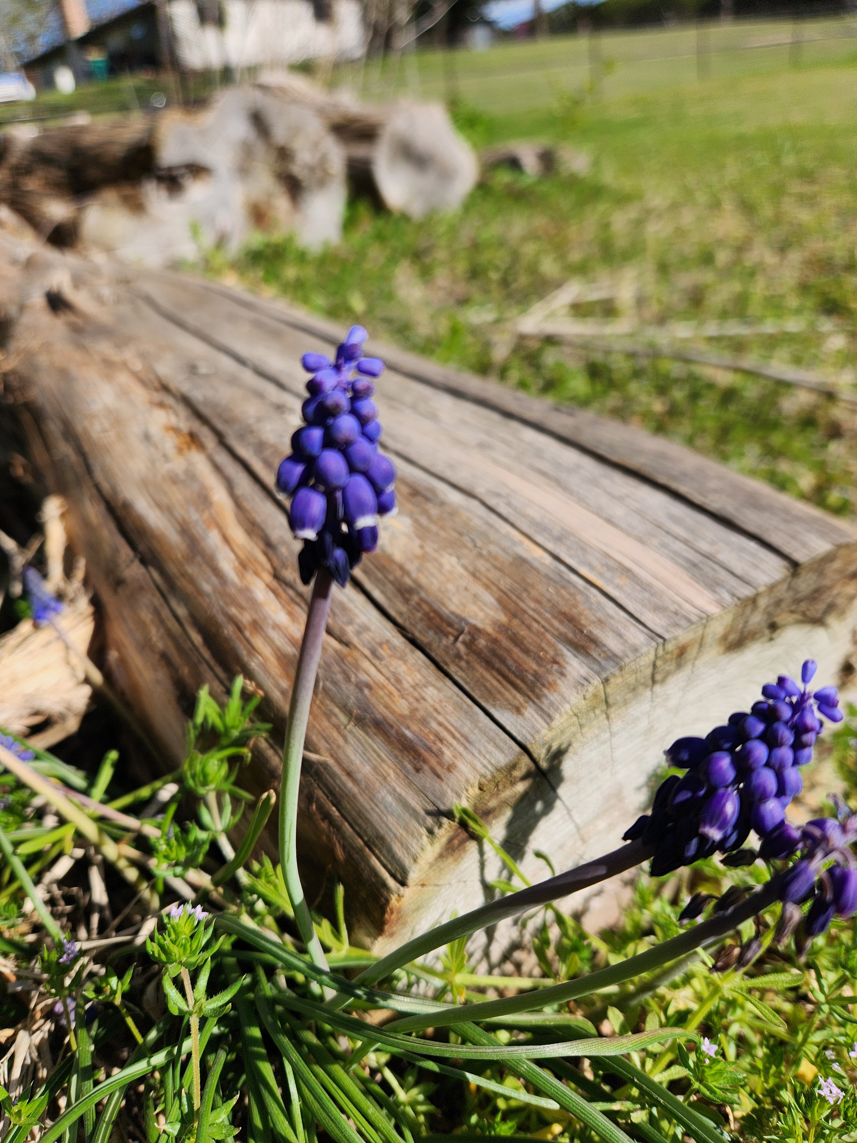 [tint-NBC_DFW] [EXTERNAL] Spring Pictures