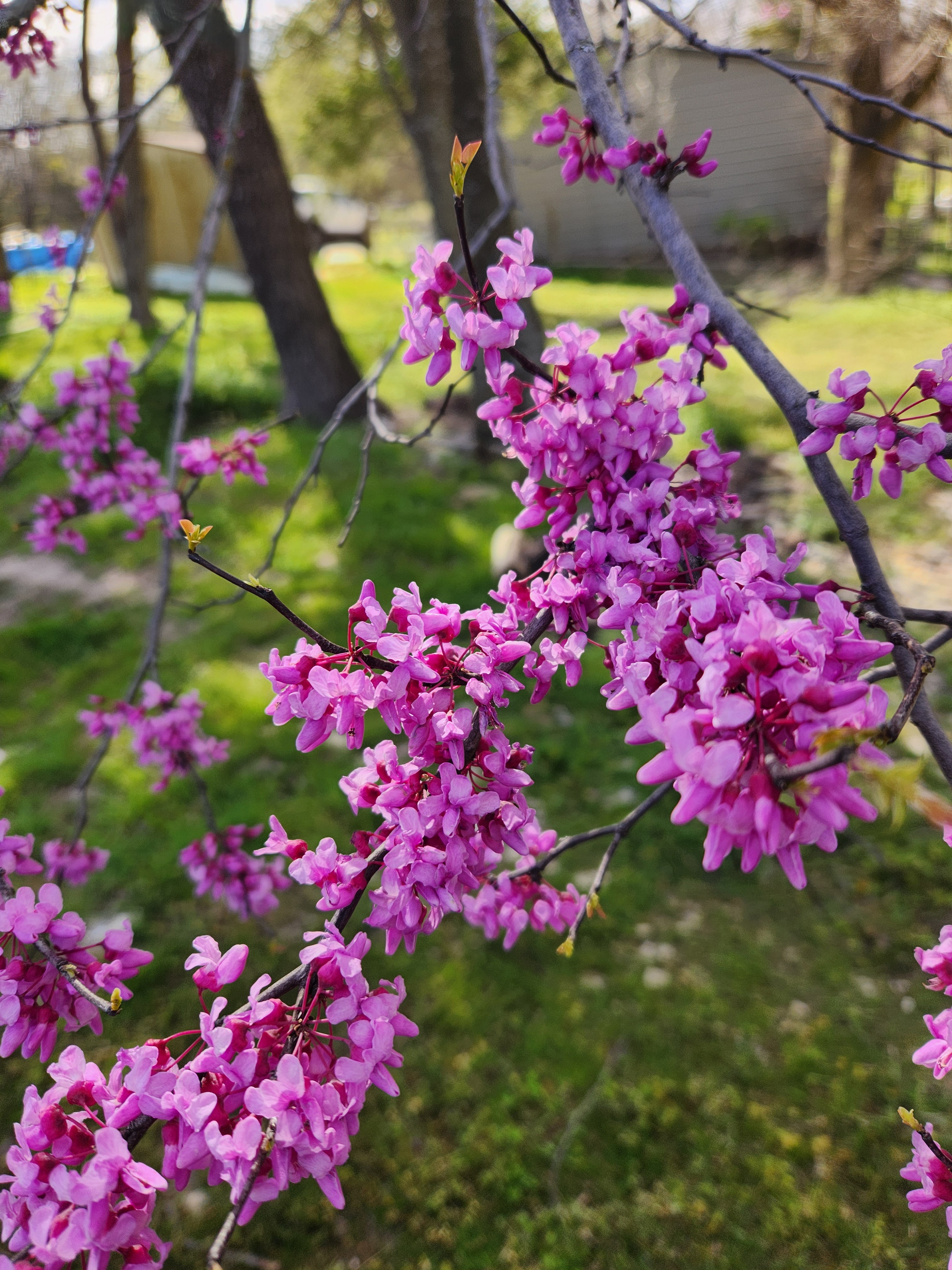 [tint-NBC_DFW] [EXTERNAL] Spring Pictures