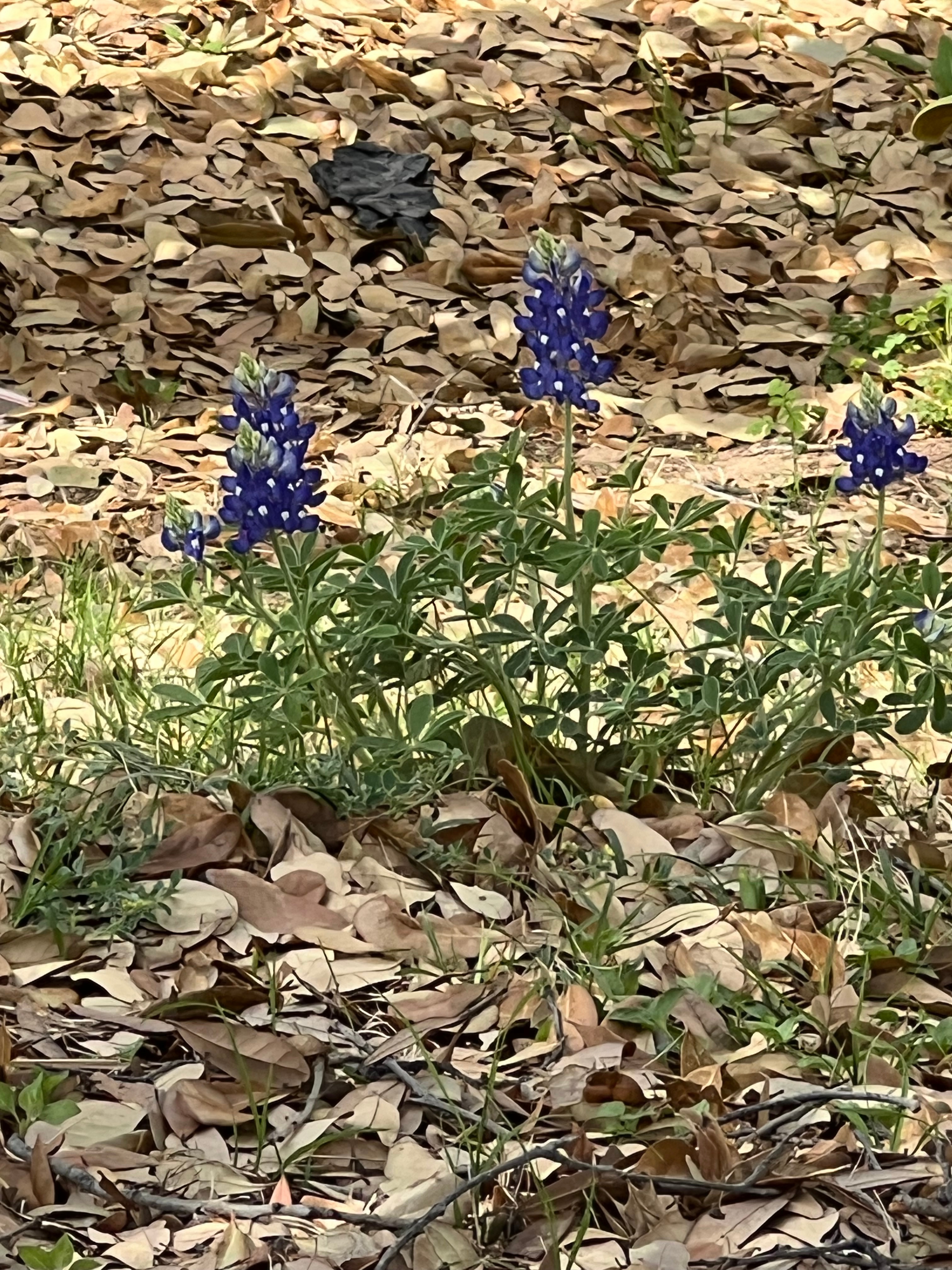 This was sighted on our regular trail walks around UT Southwestern campus in the middle of nowhere!