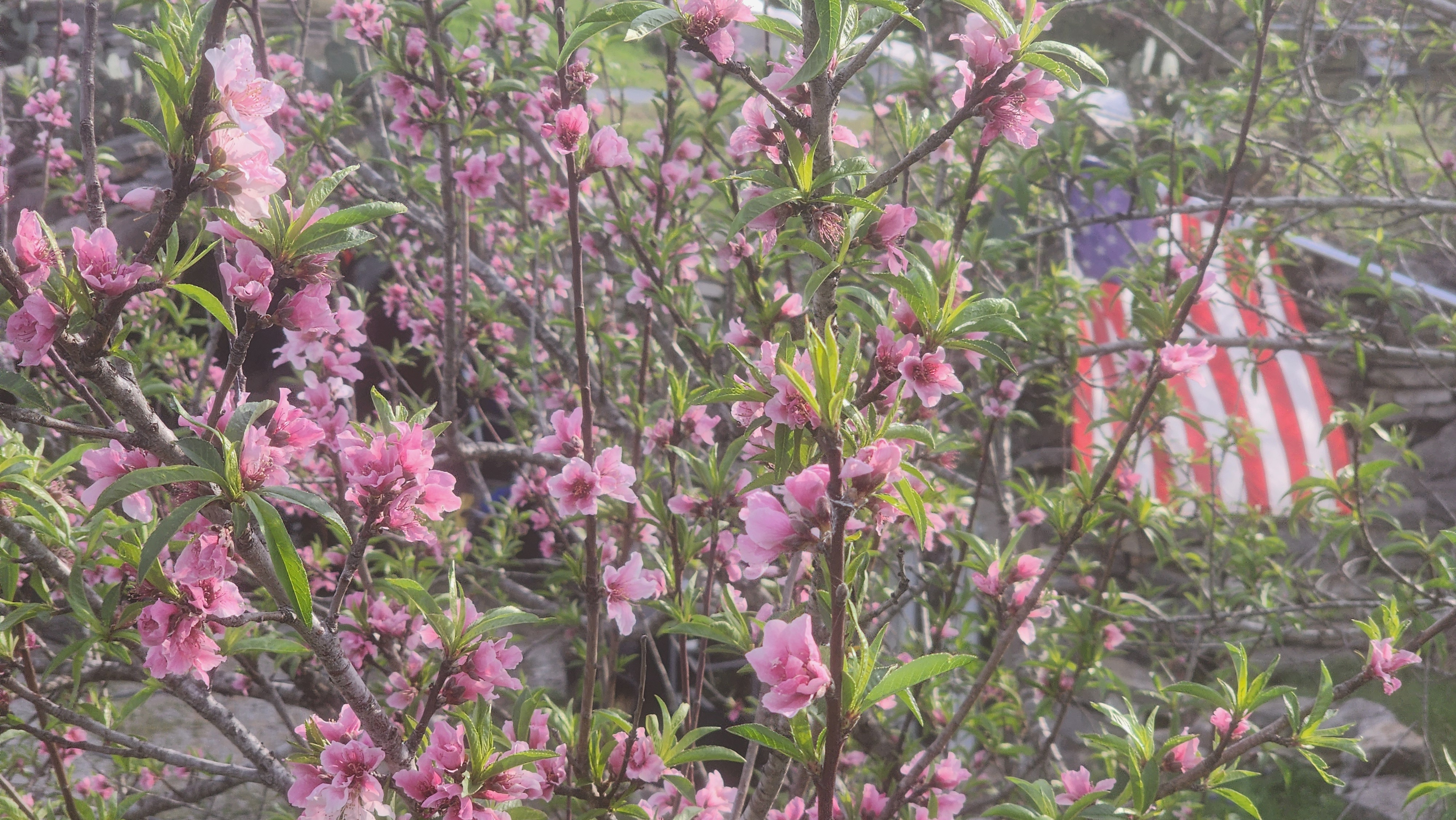 Honeybees with pollen and Peach blossoms at my house in Ferris<br />
From Al Schwarz