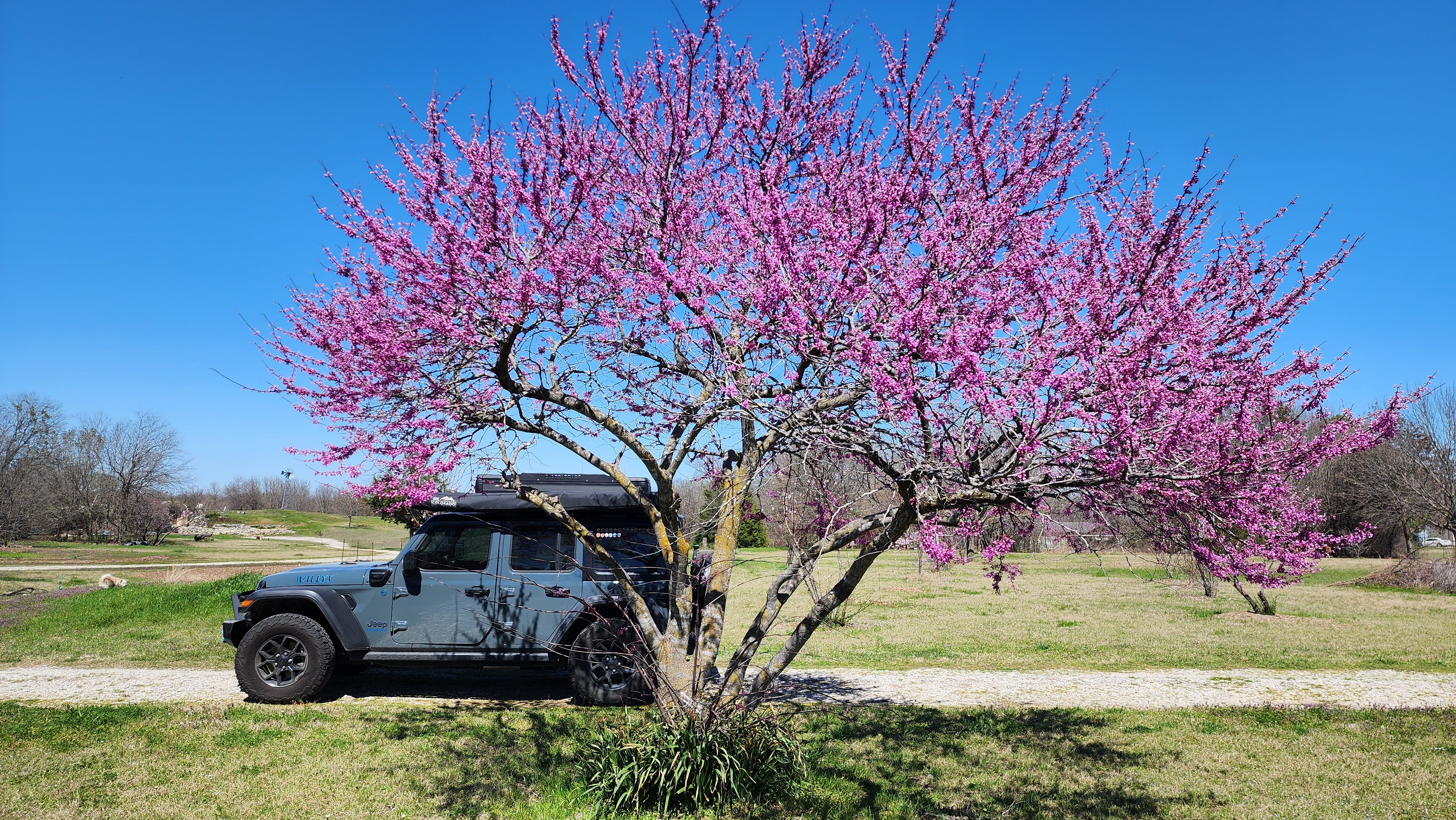 Redbud Tree in Ferris by Al Schwarz
On Mon, Mar 24, 2025, 5:13 PM Al Schwarz  wrote:
> Honeybees with pollen and Peach blossoms at my house in Ferris<br />
> From Al Schwarz<br />
><br />
><br />
>