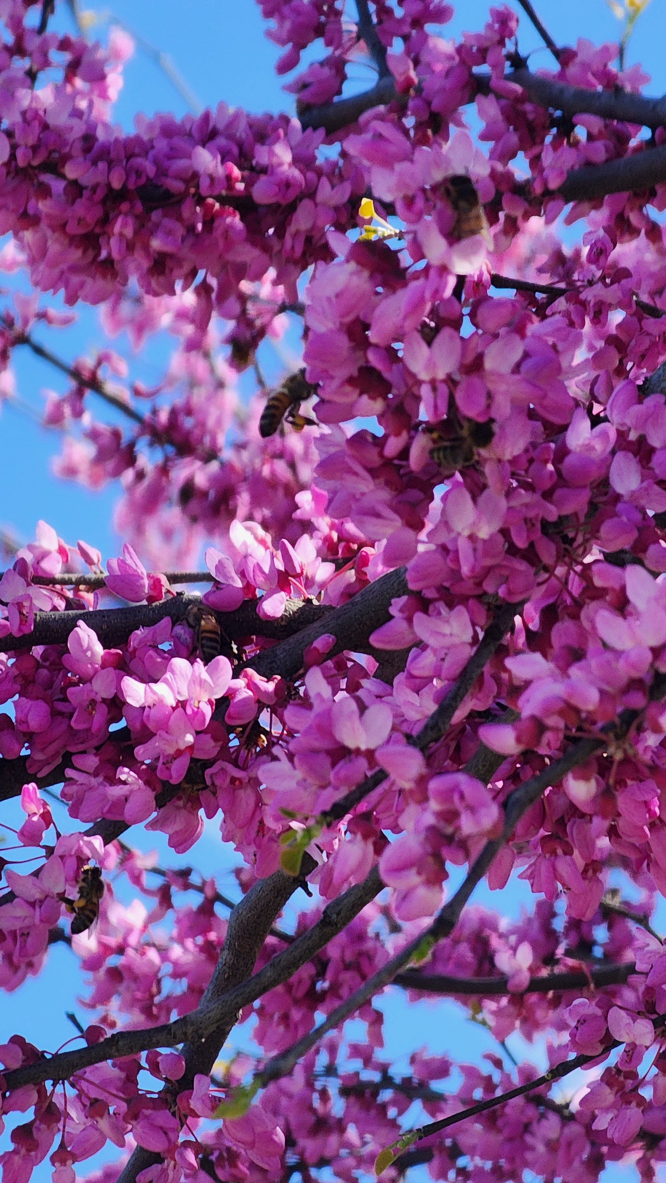 Redbud Tree in Ferris by Al Schwarz
On Mon, Mar 24, 2025, 5:13 PM Al Schwarz  wrote:
> Honeybees with pollen and Peach blossoms at my house in Ferris<br />
> From Al Schwarz<br />
><br />
><br />
>