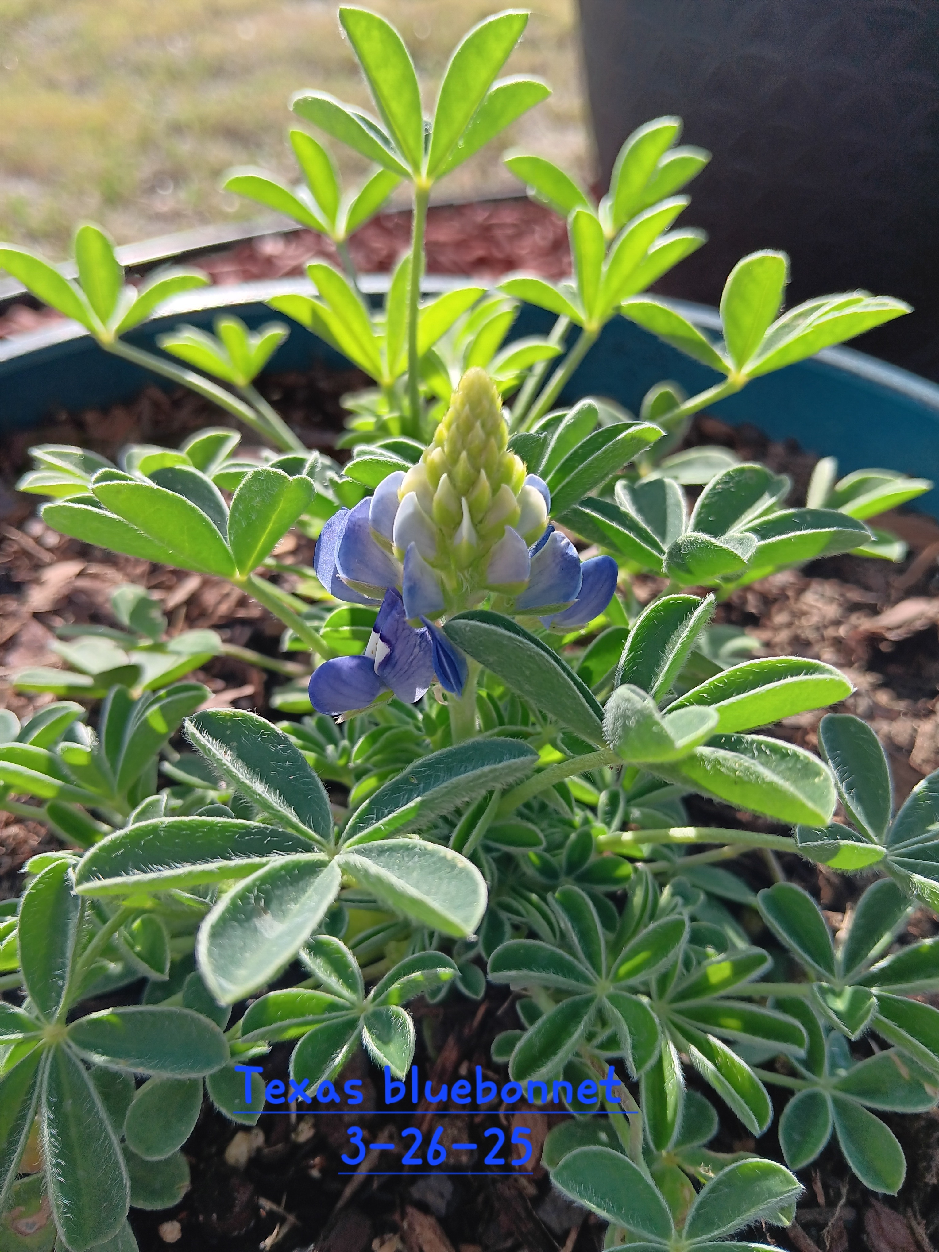 This is the 1st time growing my own bluebonnet<br />
One of the closest things to Texas pride as it gets!💙