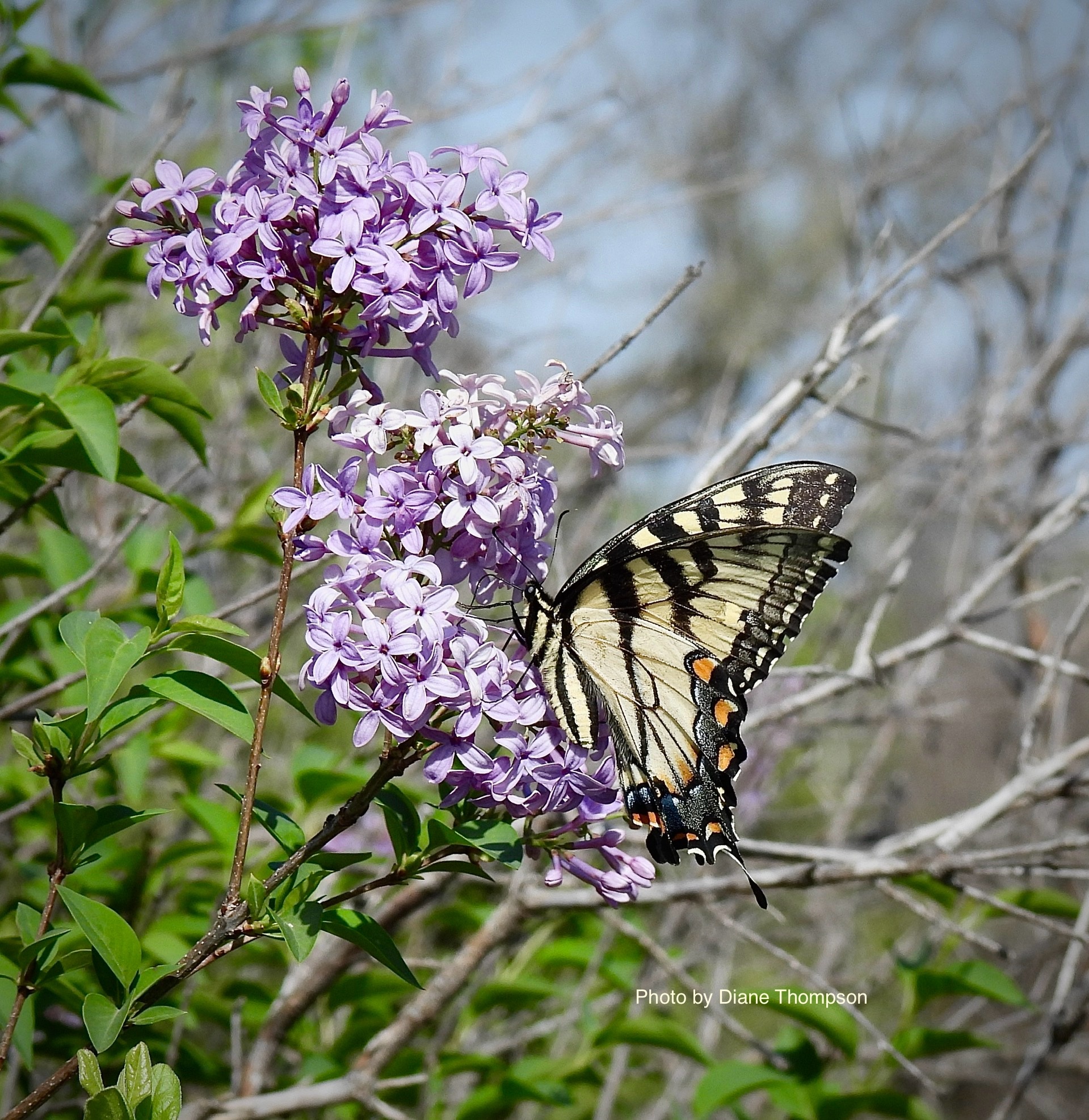 A pollinator out doing its job. A beautiful eastern tiger swallowtail butterfly and lilac bushes growing wild along the trails of Eagle Mountain lake. On this beautiful Spring day☀️