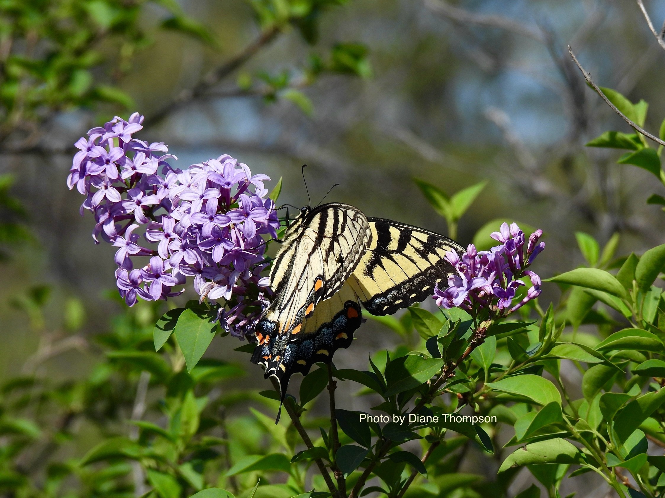 Photo #2 Beautiful lilacs growing wild along the trails of Eagle Mountain lake with an Eastern Tiger Swallowtail butterfly doing its job. (Pollinator) On this lovely Spring day.☀️