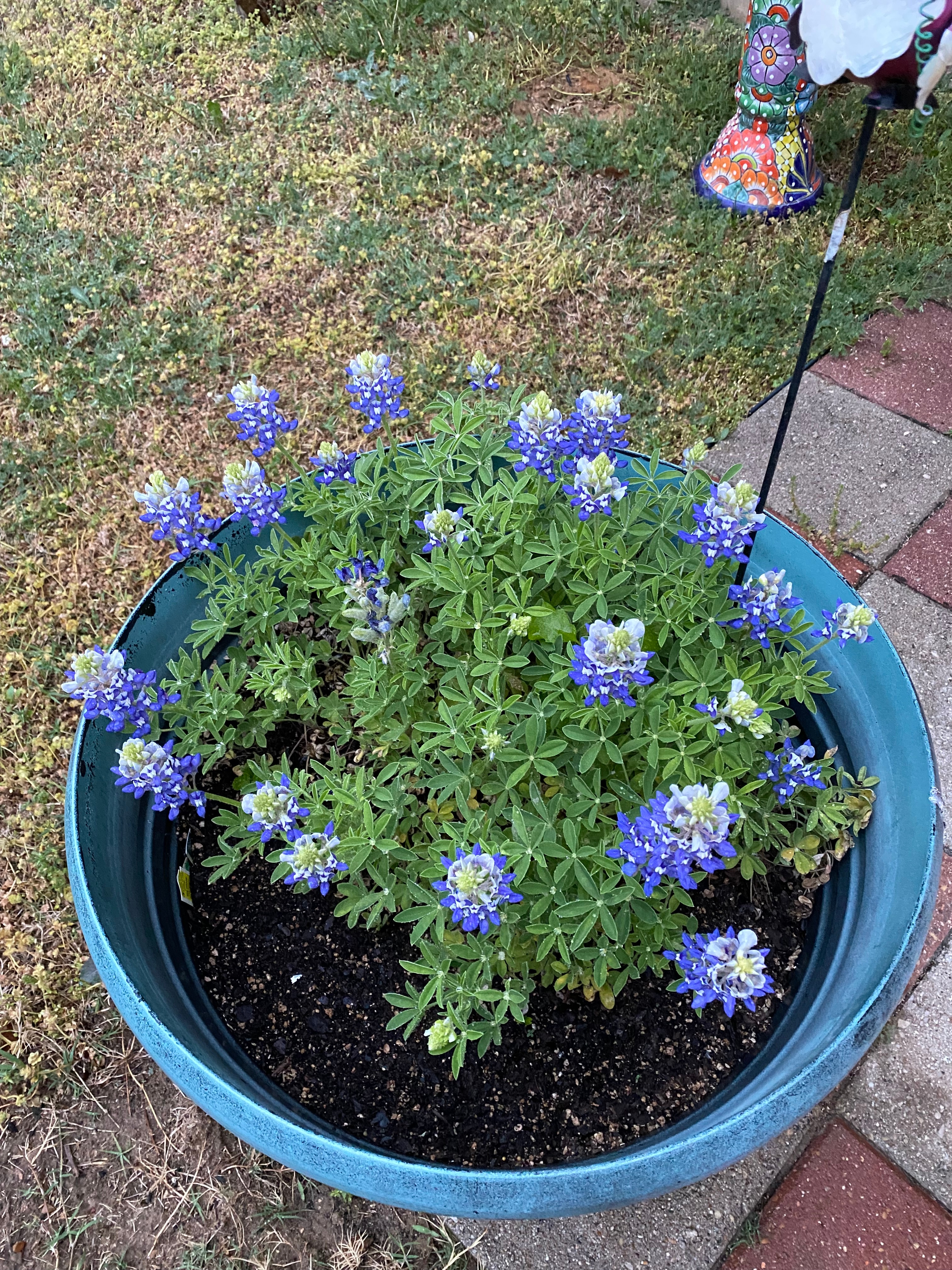 I can’t get them to grow in my yard but they are in full bloom in my pot.   Love my bluebonnets.