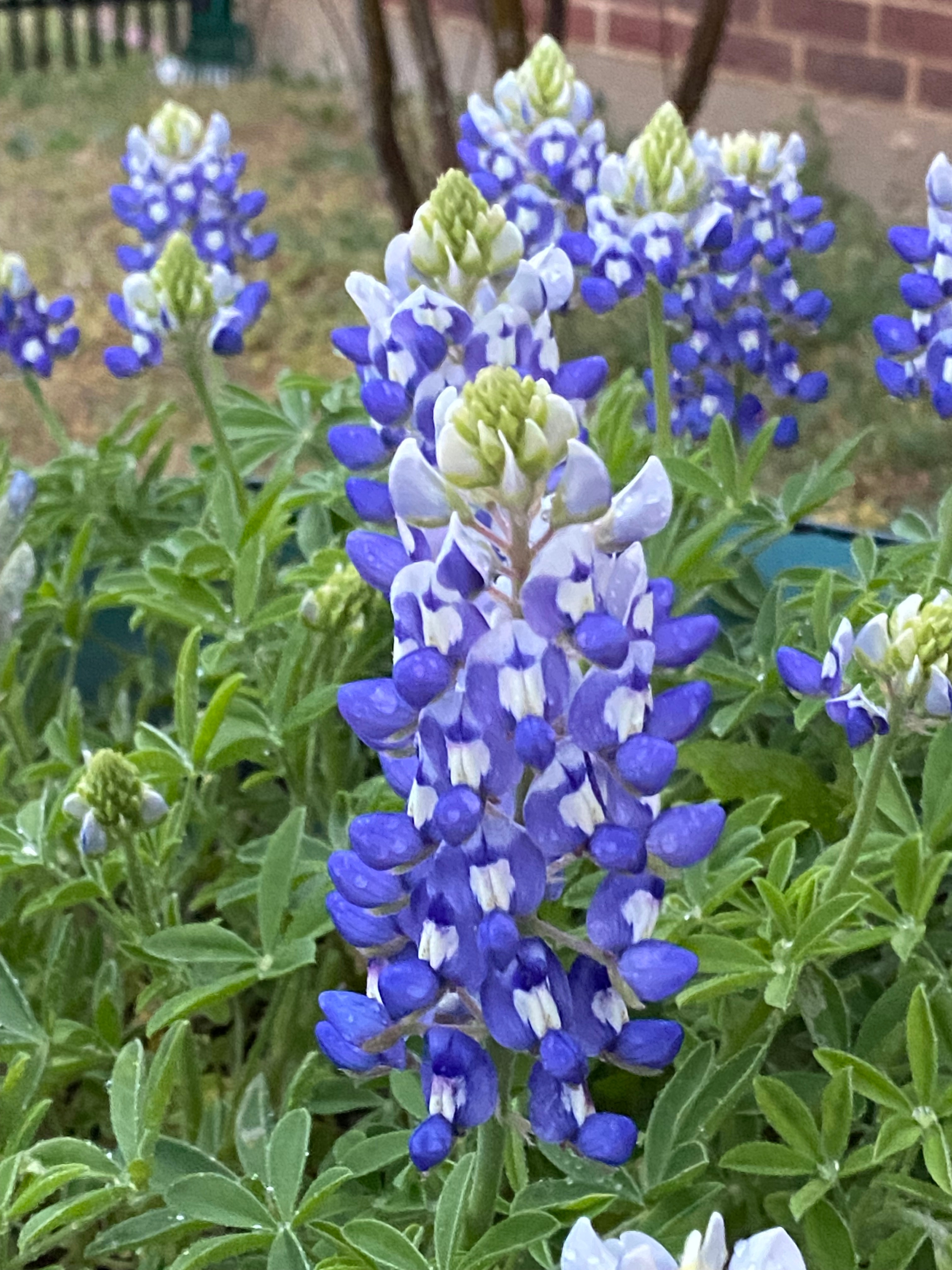 Bluebonnets grown in a pot are just as beautiful as the ones in the wild.