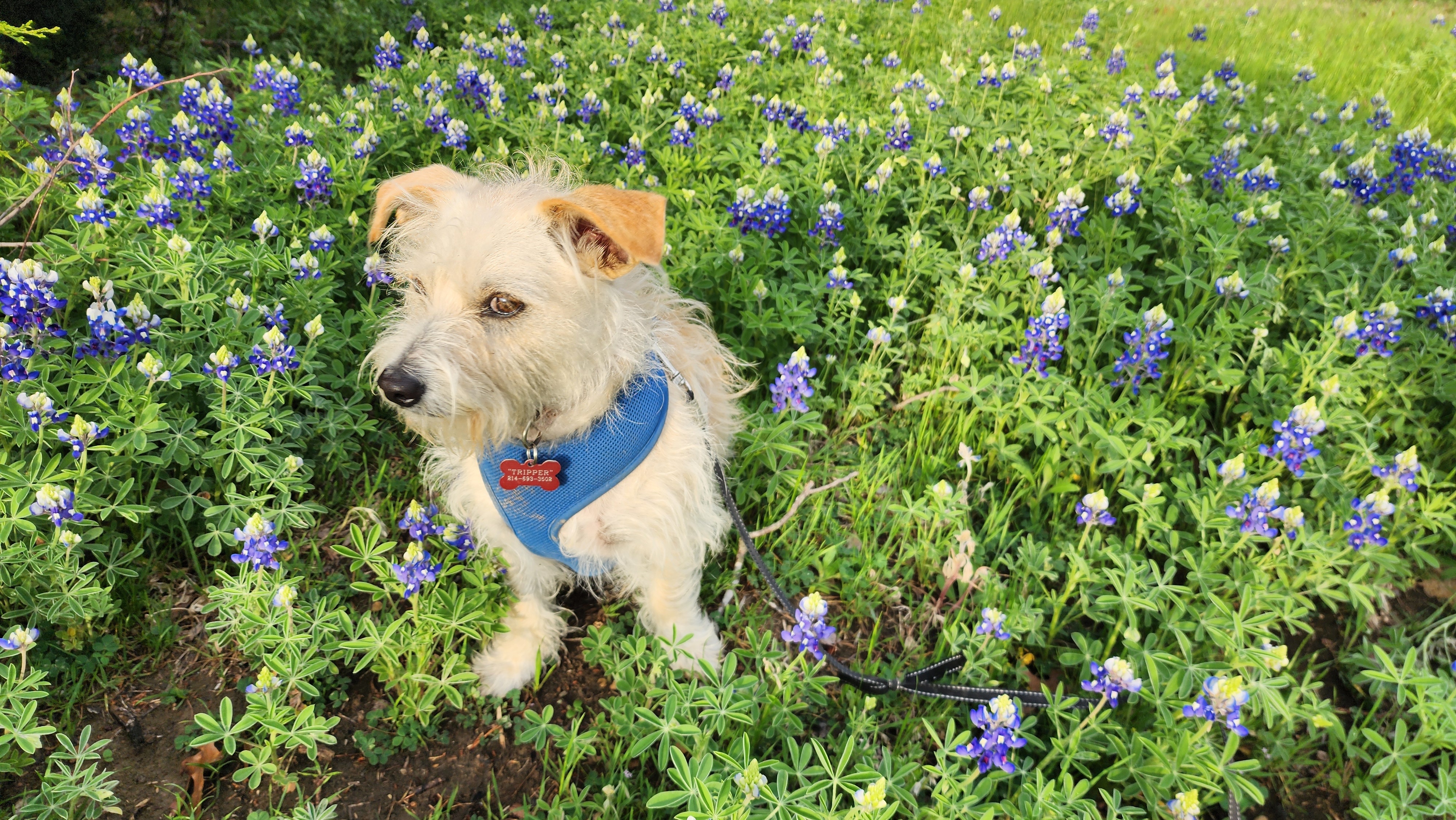 Tripper enjoys posing in the bluebonnets.