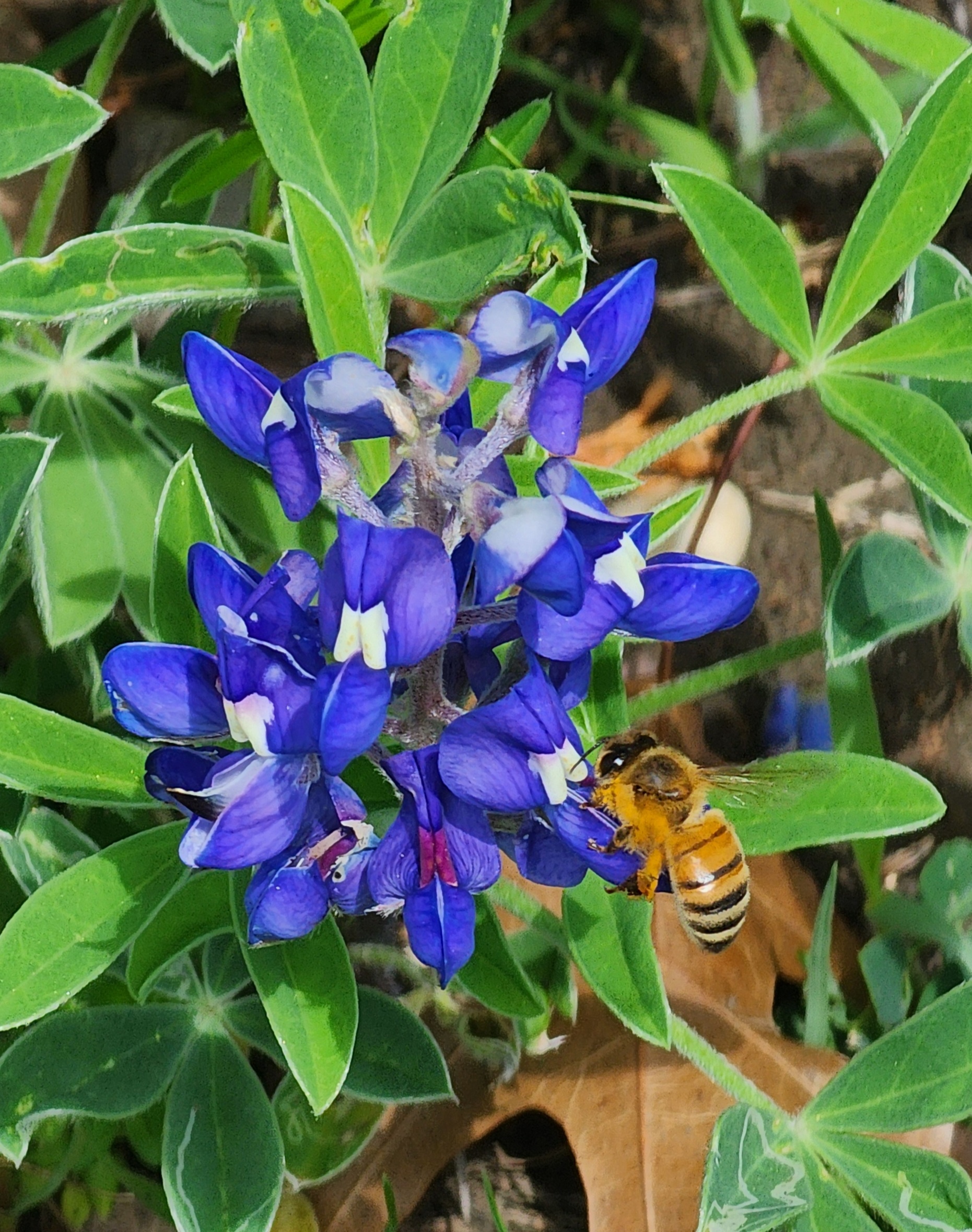 Bluebonnets in Ferris