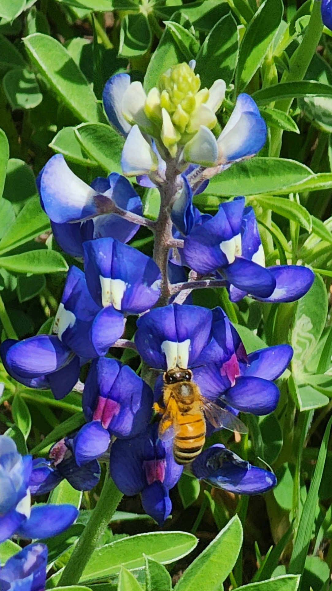 Bluebonnets in Ferris