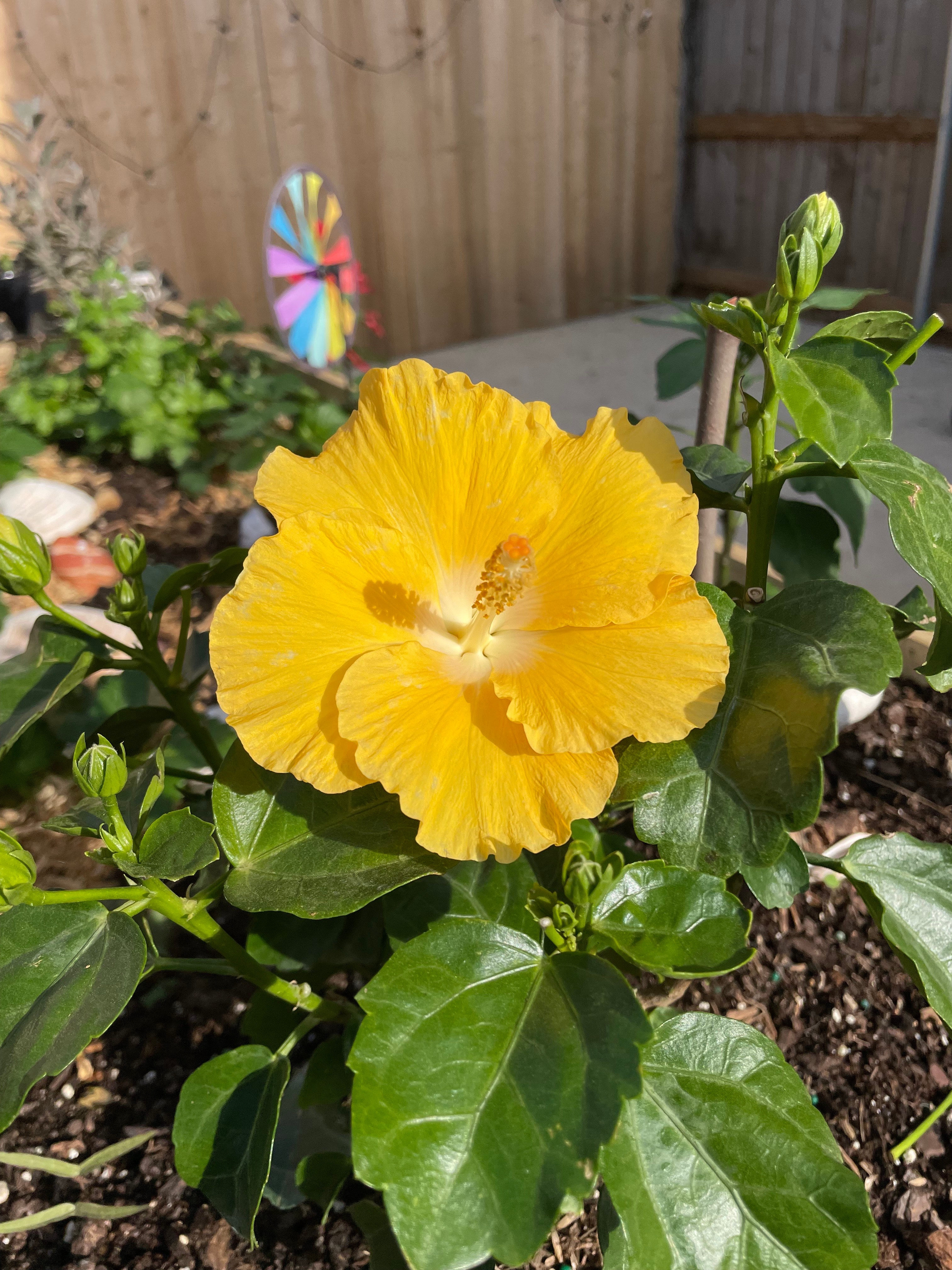 [tint-NBC_DFW] [EXTERNAL] Hawaiian Punch Hibiscus in bloom
