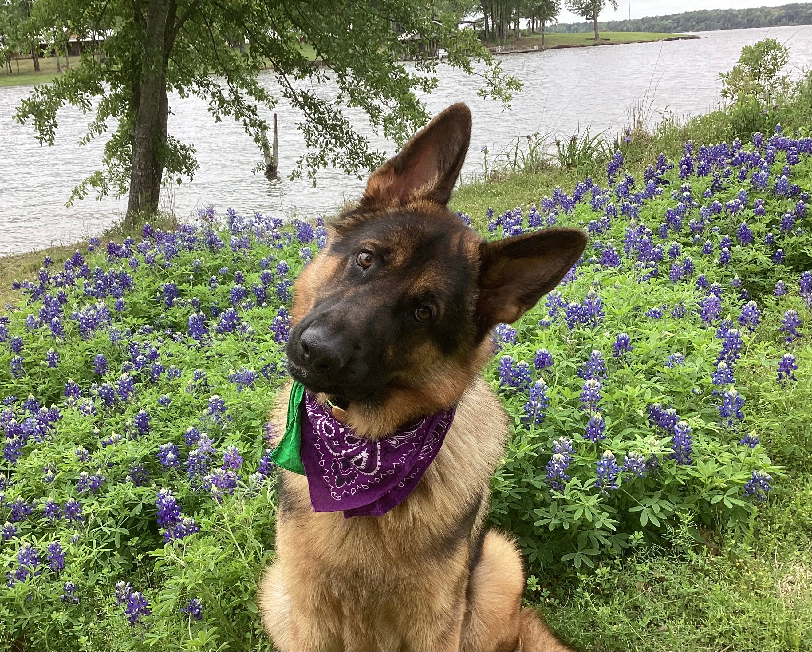 This is Jaxx..a very good dog.  He loves his trips to Lake Bob Sandlin.   I hope he makes the cut! Thanks for considering.