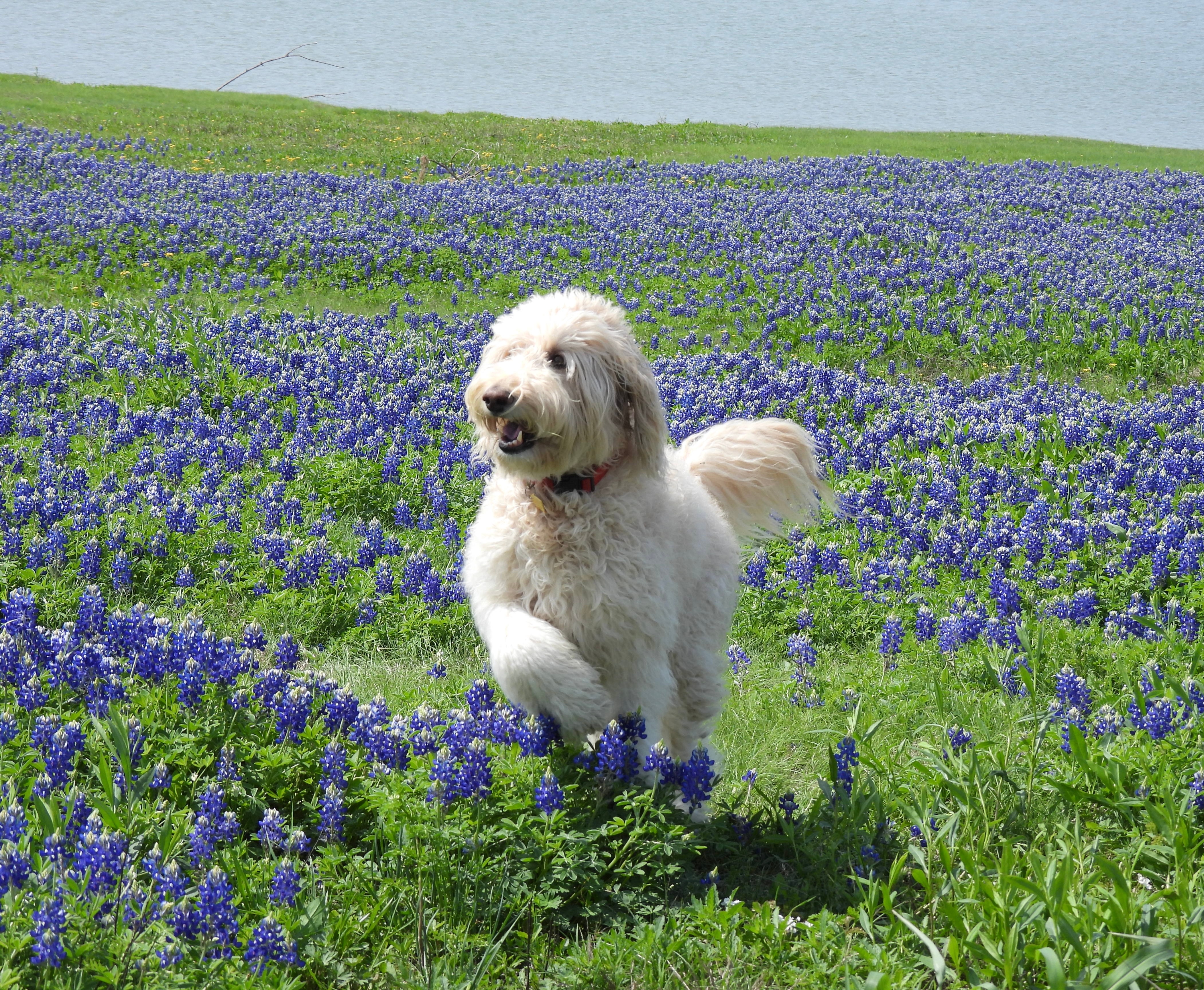 Brody frolicking  around the Bluebonnets at Bardwell lake in Ennis ,Tx. Beautiful day and the Bluebonnets were gorgeous.