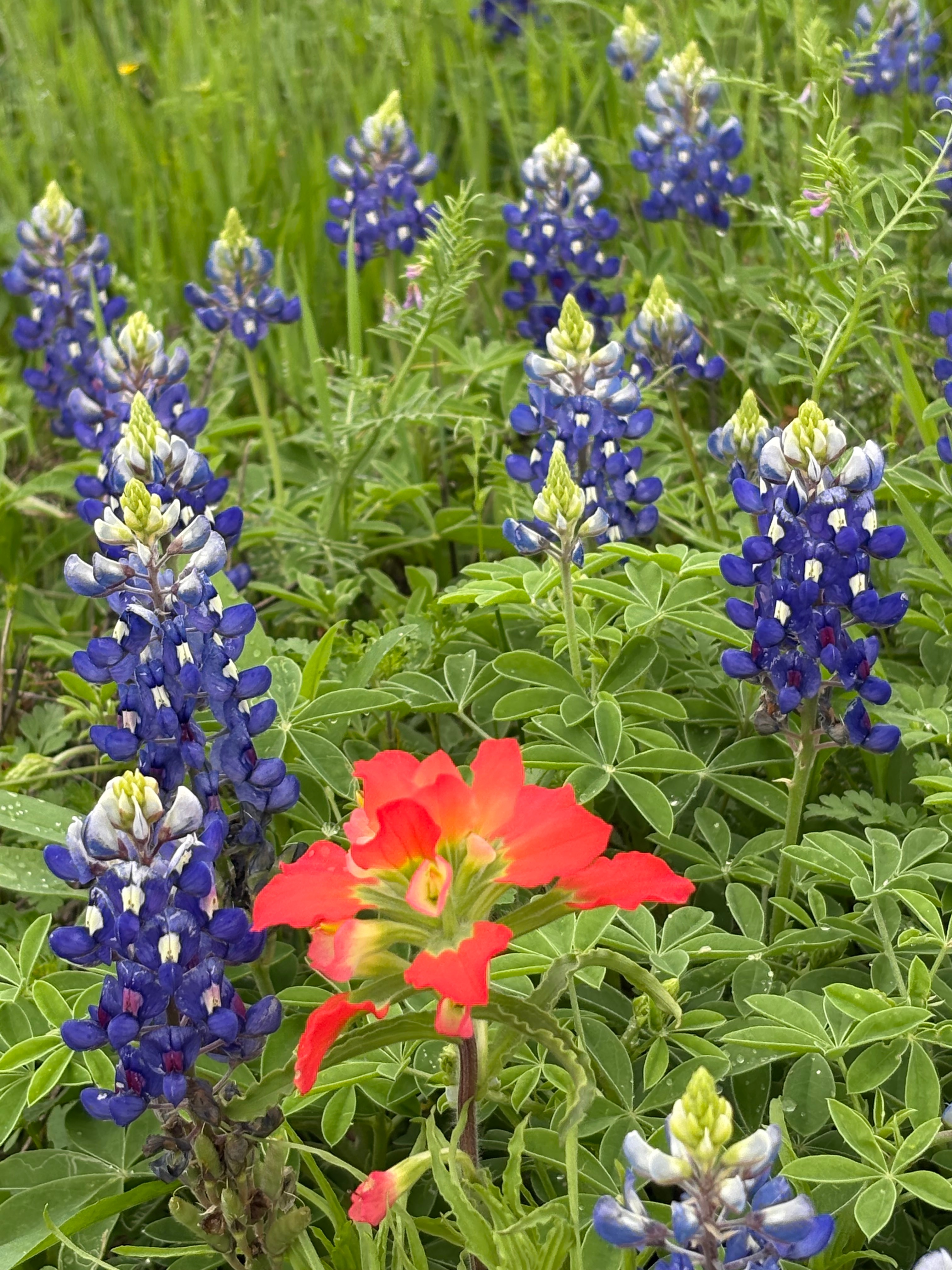Bluebonnets at Lake Bardwell in Ennis