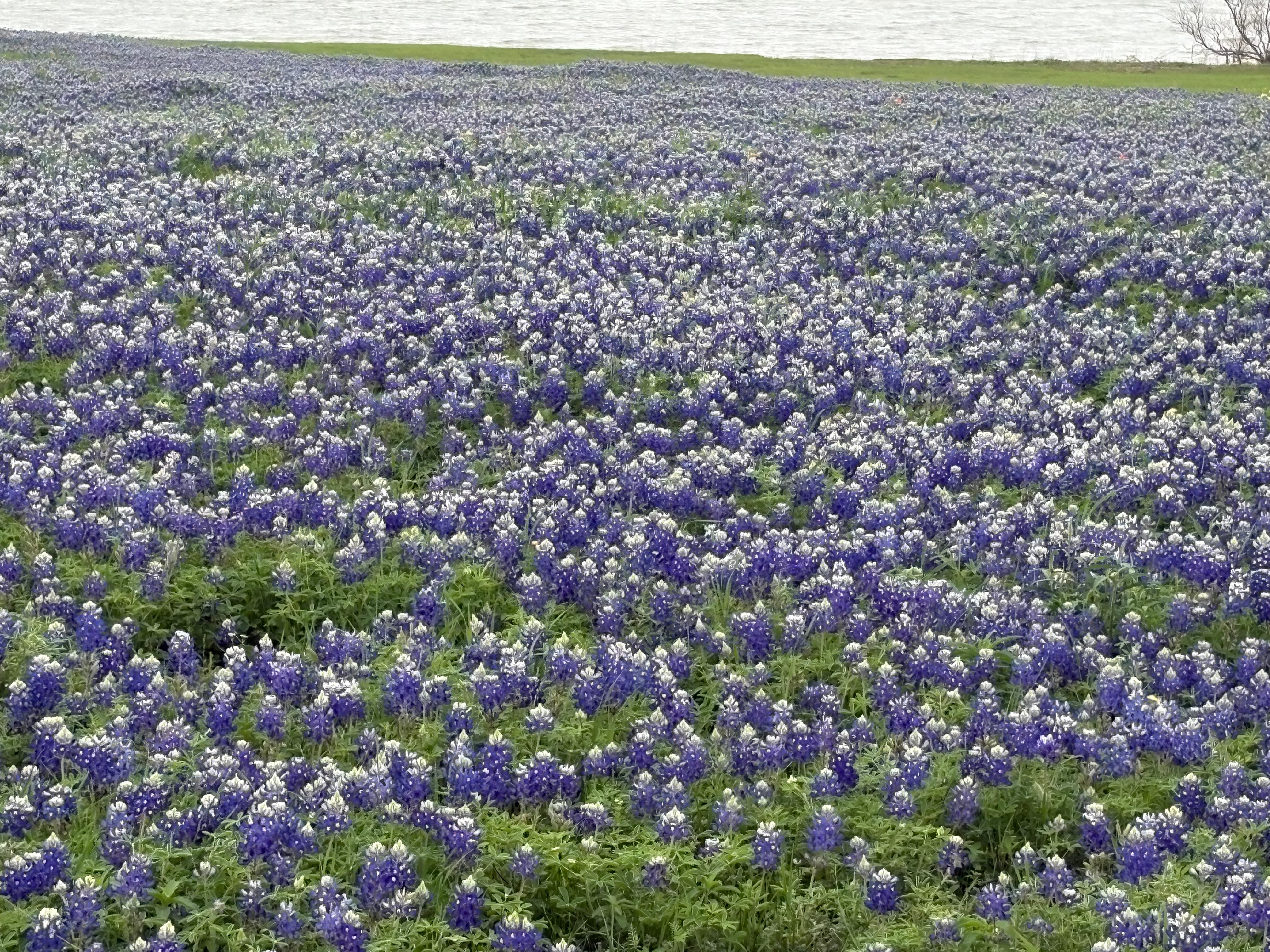 Field of bluebonnets at Lake Bardwell in Ennis
