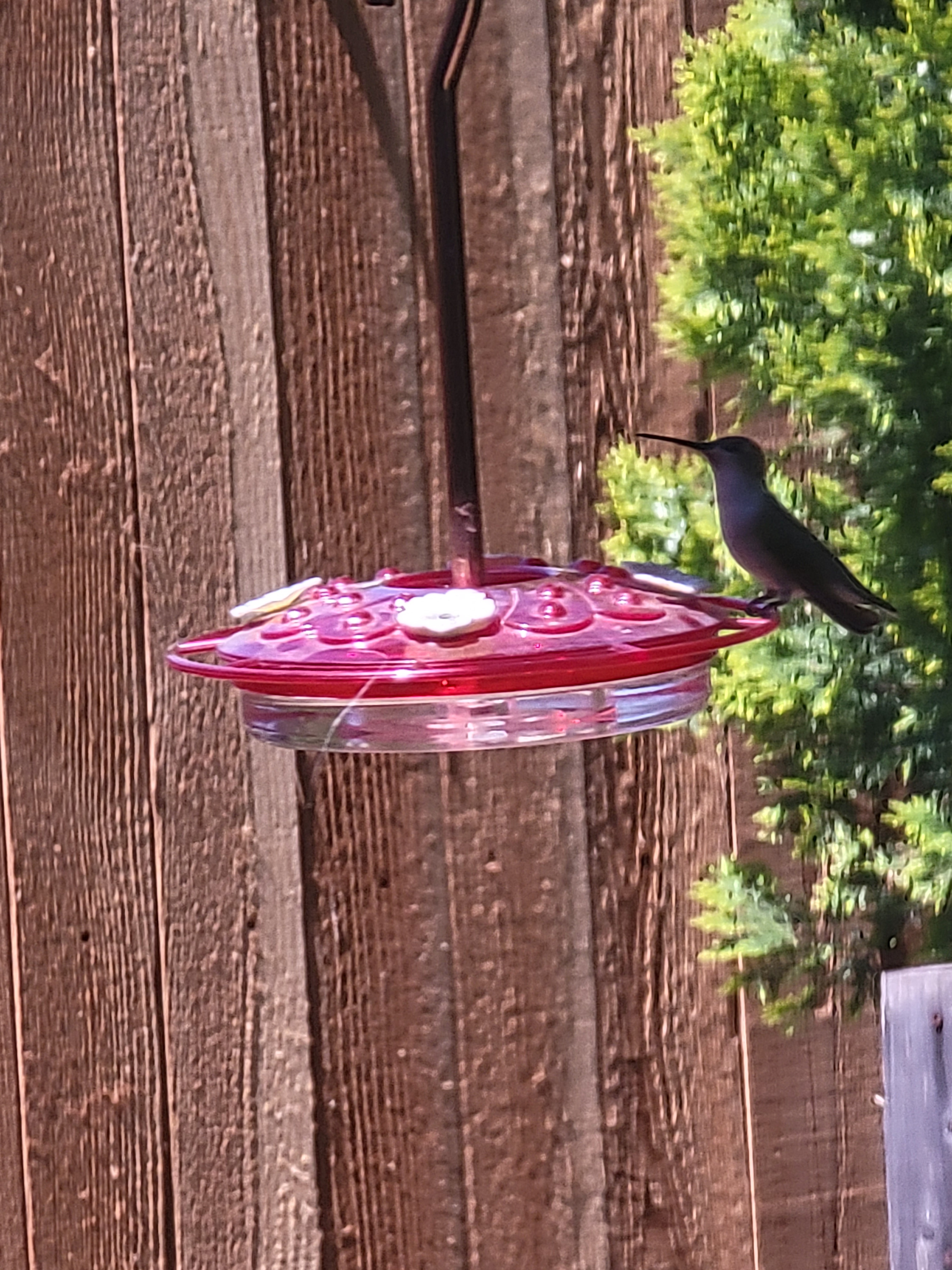 Better pics
    On Wednesday, April 9, 2025 at 02:22:01 PM CDT, Susanne Hammond  wrote:  
 Hummingbirds returned to Arlington, TX . Hummingbird resting on swing after drinking  – look to the right of umbrella.<br />
Put out the feeders and enjoy watching them 1 cup sugar, 4 cups water. Mix and fill feeders.
Susanne HammondArlington, TX 76018