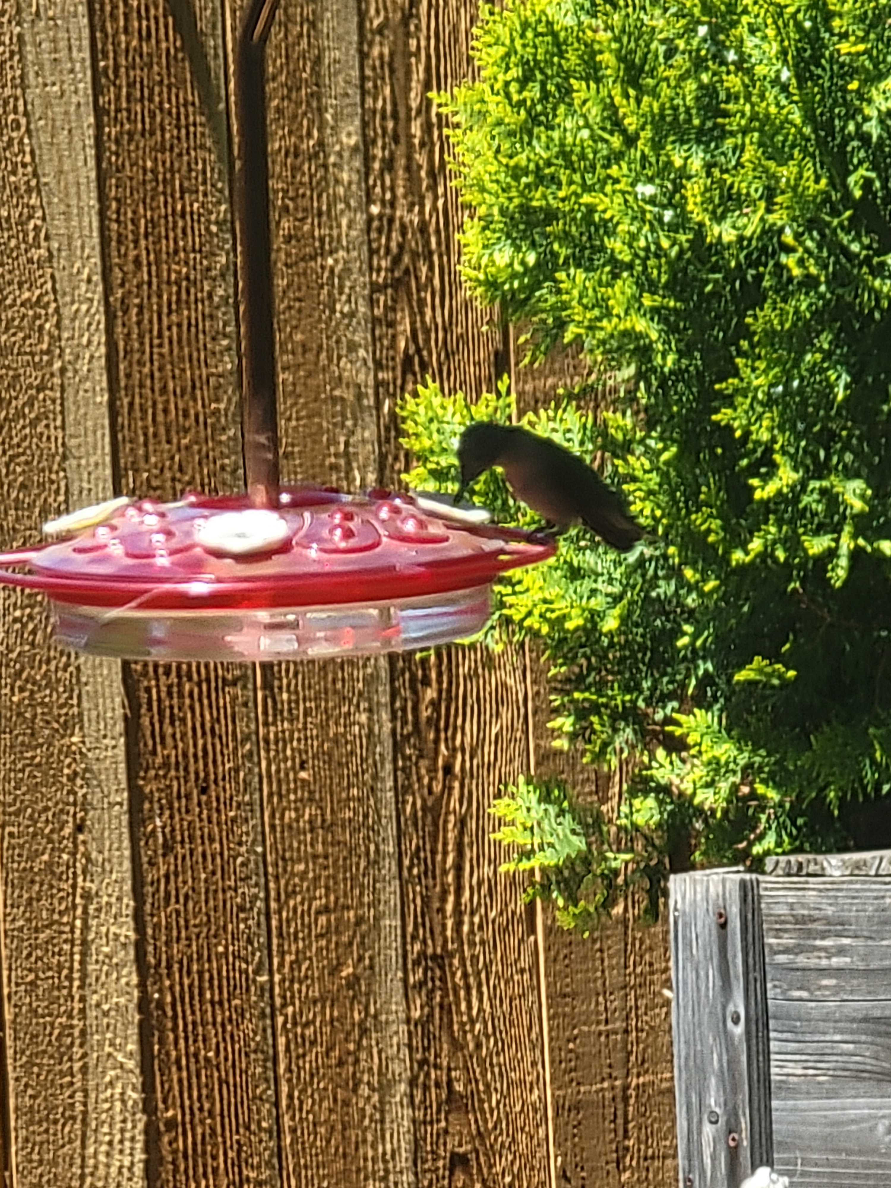Better pics
    On Wednesday, April 9, 2025 at 02:22:01 PM CDT, Susanne Hammond  wrote:  
 Hummingbirds returned to Arlington, TX . Hummingbird resting on swing after drinking  – look to the right of umbrella.<br />
Put out the feeders and enjoy watching them 1 cup sugar, 4 cups water. Mix and fill feeders.
Susanne HammondArlington, TX 76018