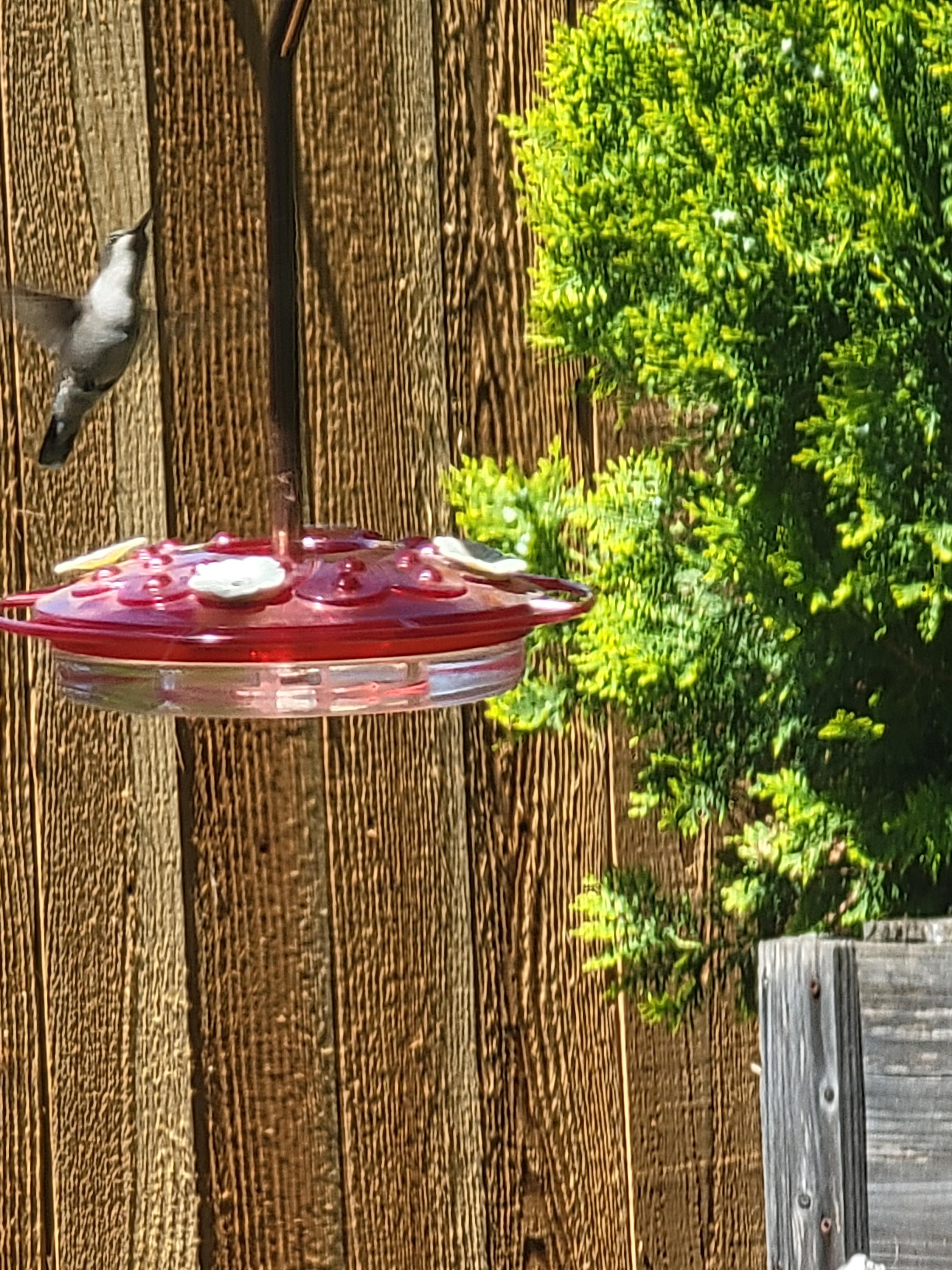 Better pics
    On Wednesday, April 9, 2025 at 02:22:01 PM CDT, Susanne Hammond  wrote:  
 Hummingbirds returned to Arlington, TX . Hummingbird resting on swing after drinking  – look to the right of umbrella.<br />
Put out the feeders and enjoy watching them 1 cup sugar, 4 cups water. Mix and fill feeders.
Susanne HammondArlington, TX 76018