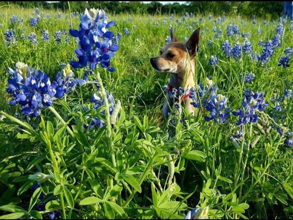Joey in 2025 Bluebonnets