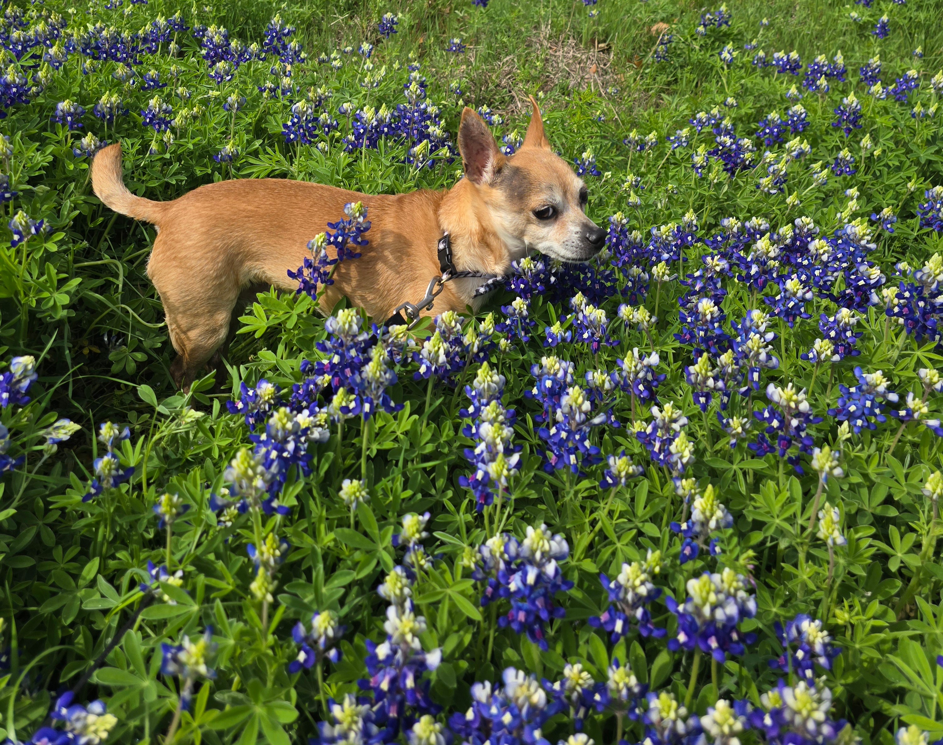 Joey in 2025 Bluebonnets