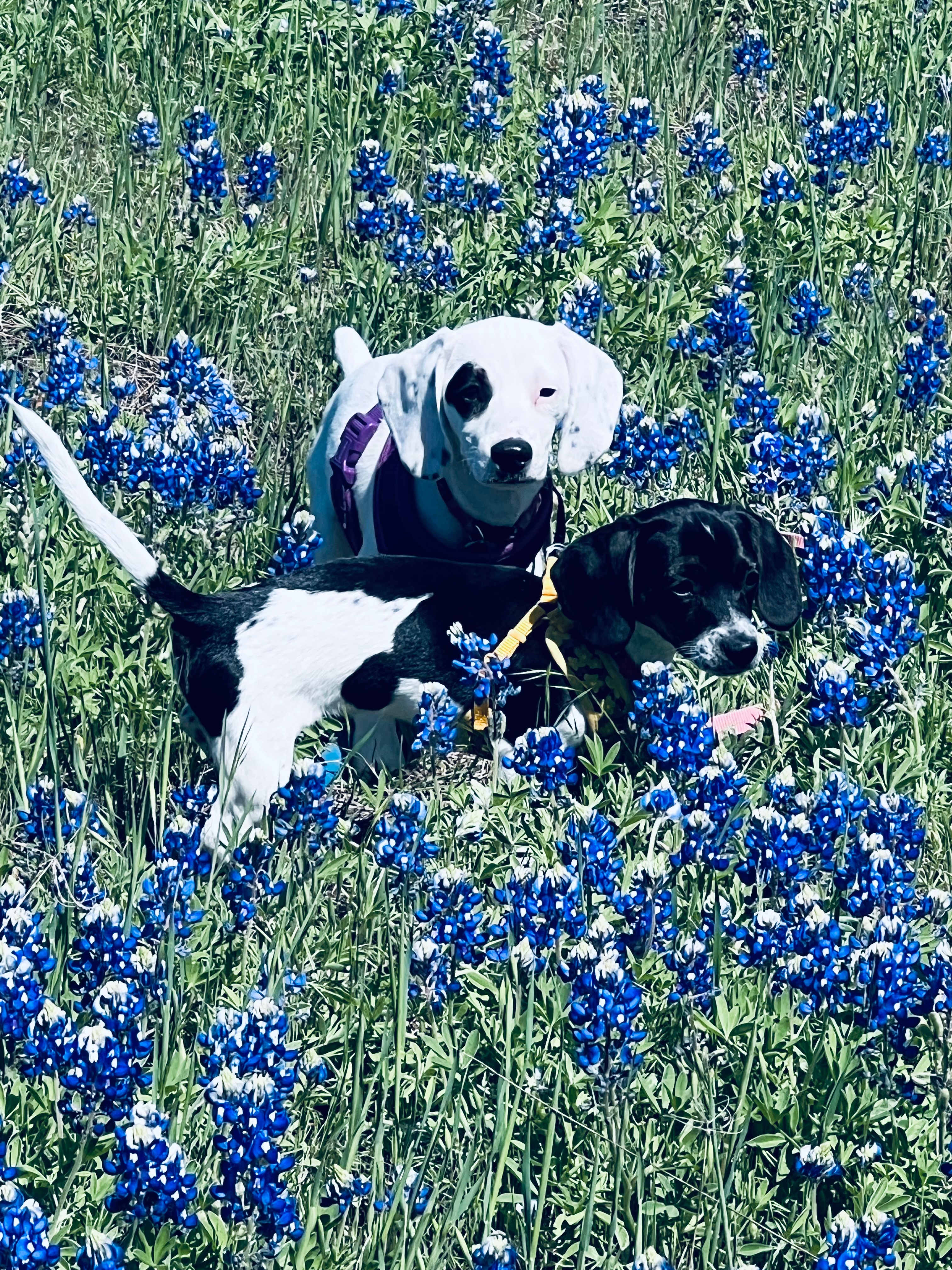 Our see girls on a Monday afternoon drive thru Glen Rose<br />
Thanks Lana Lemons