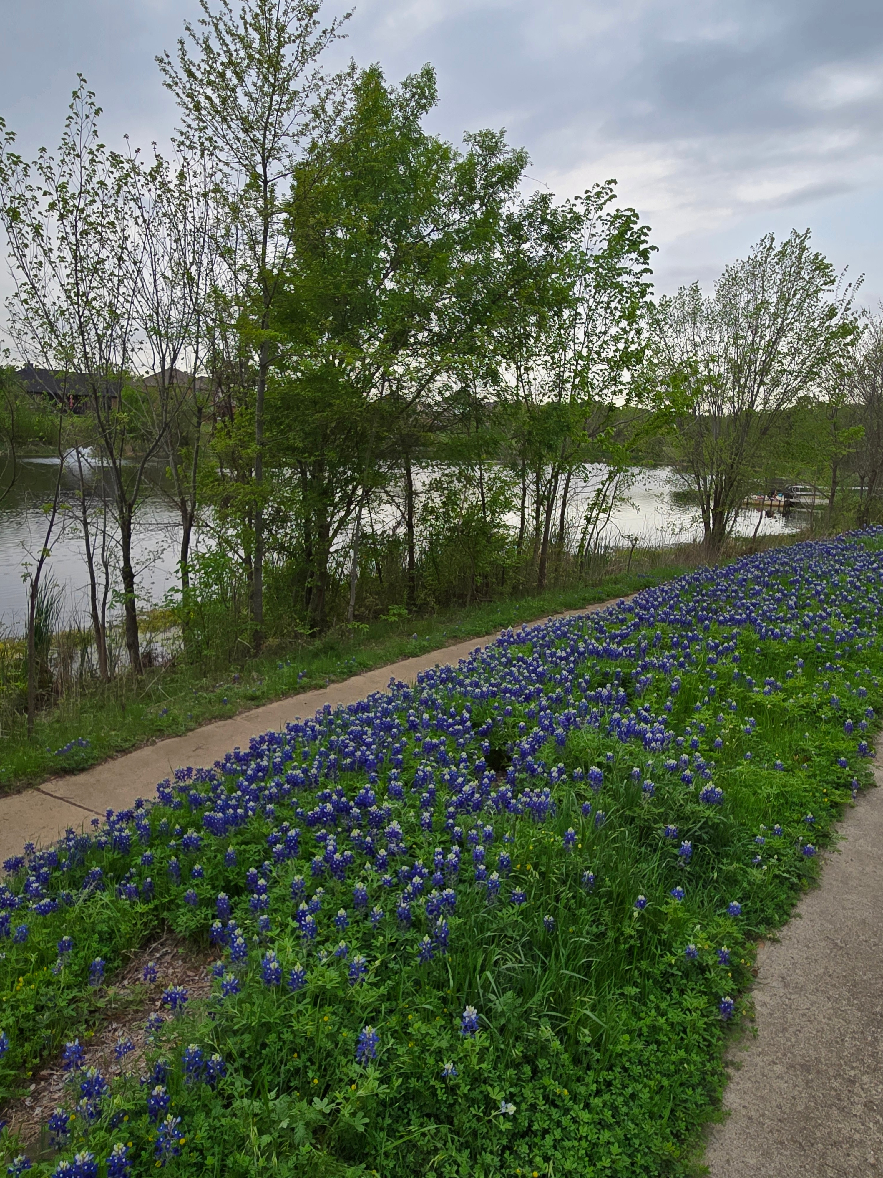 Scout enjoys her daily walk along this picturesque park trail in Euless.